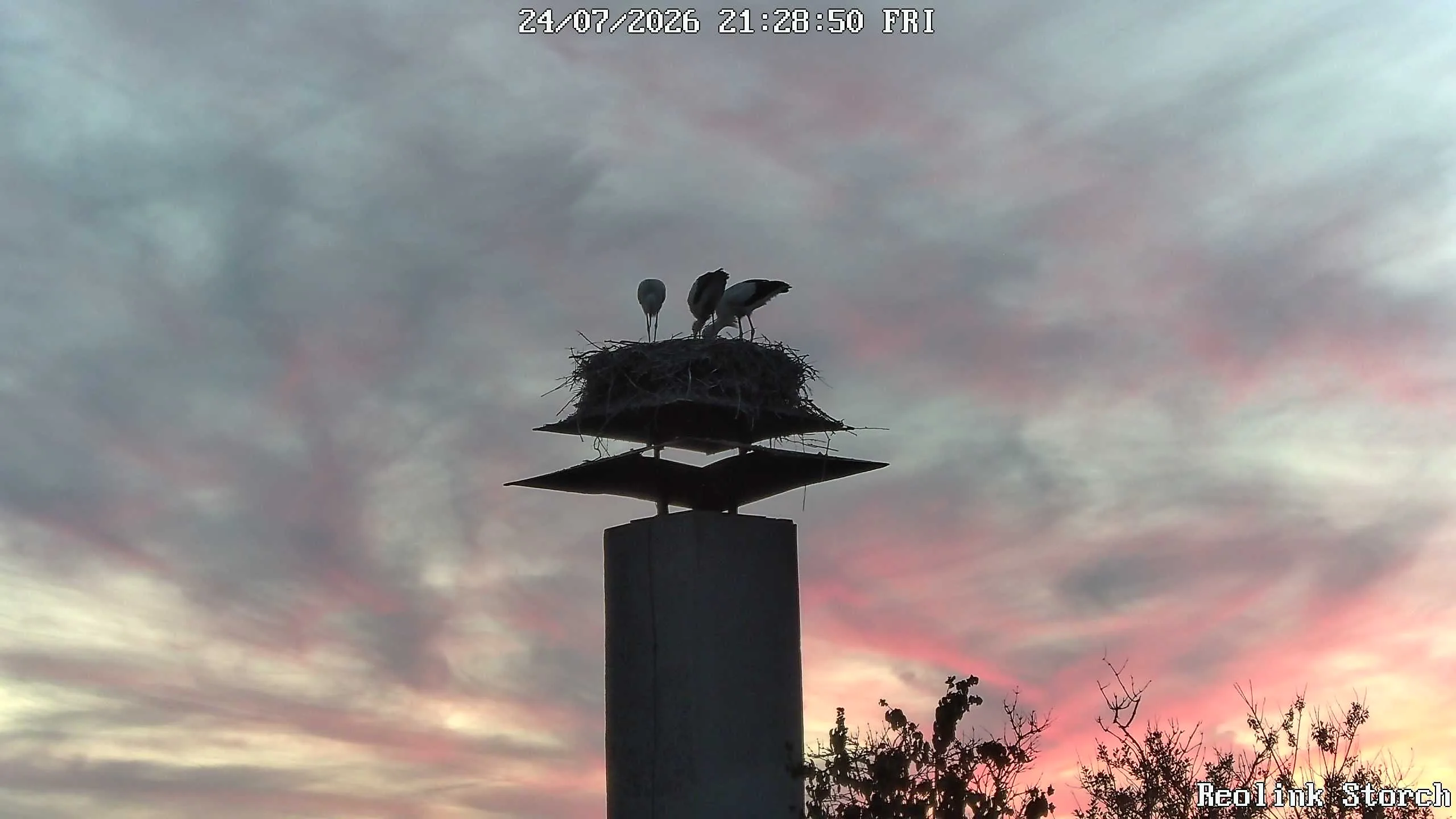 Storchencam Bild