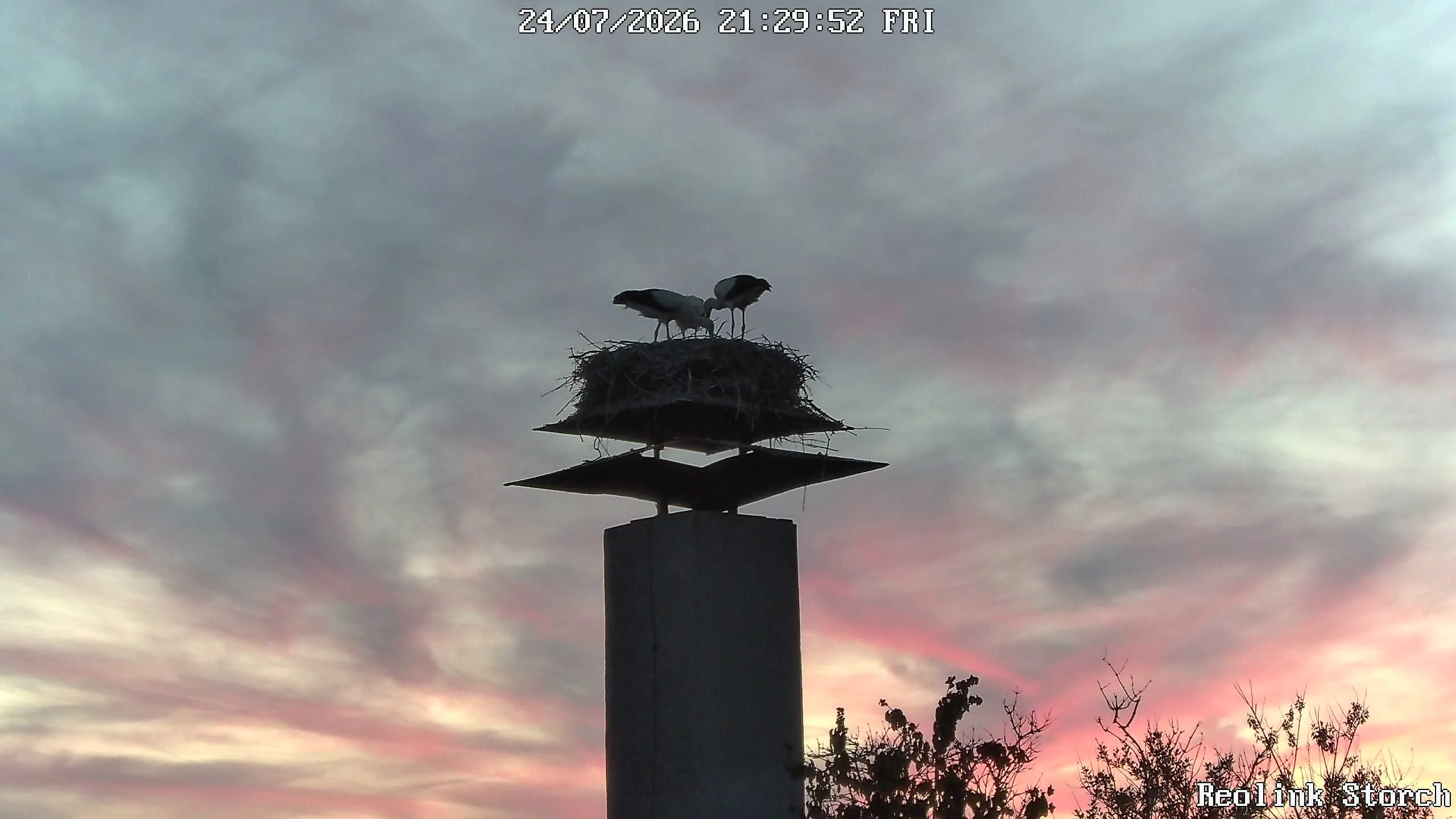 Storchencam Bild