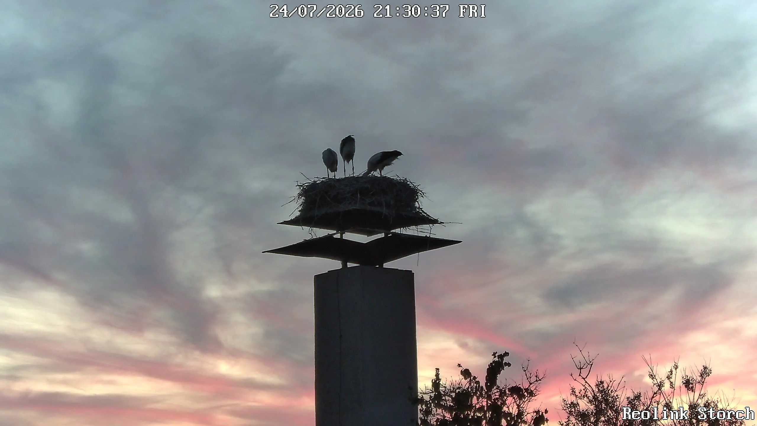 Storchencam Bild