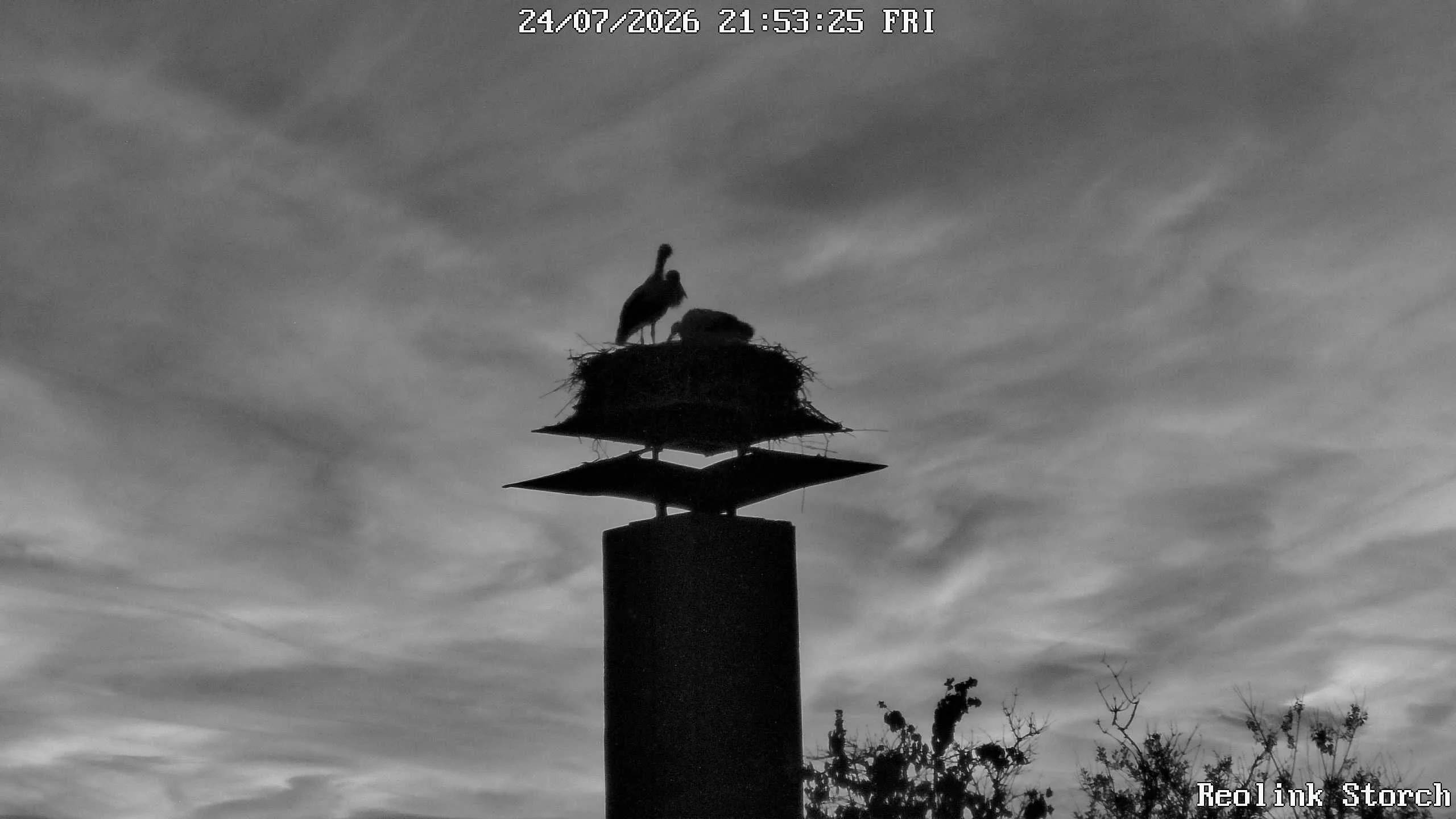 Storchencam Bild