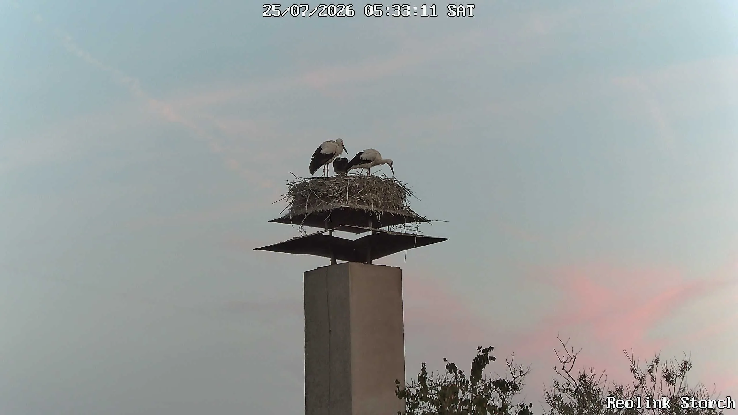 Storchencam Bild