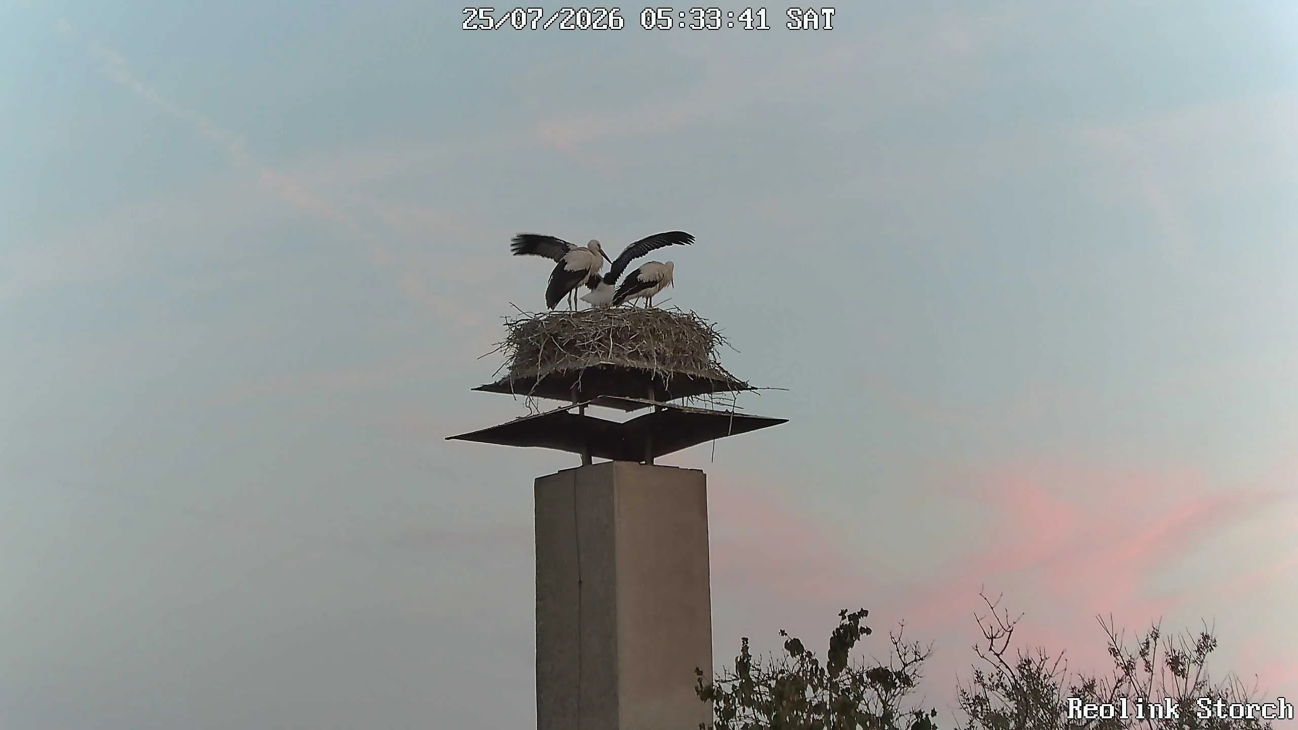 Storchencam Bild