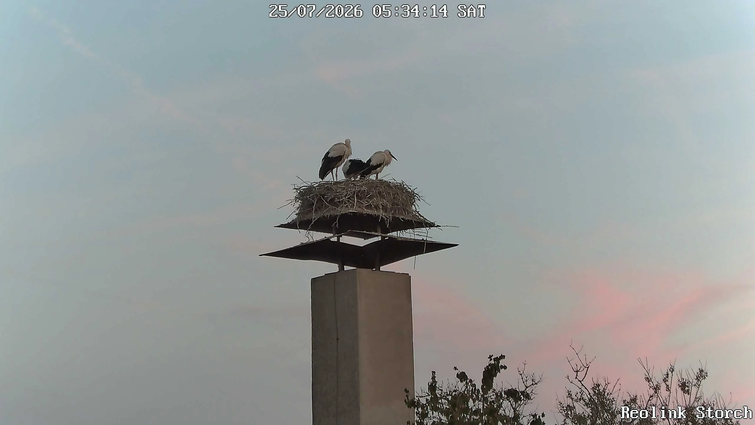 Storchencam Bild