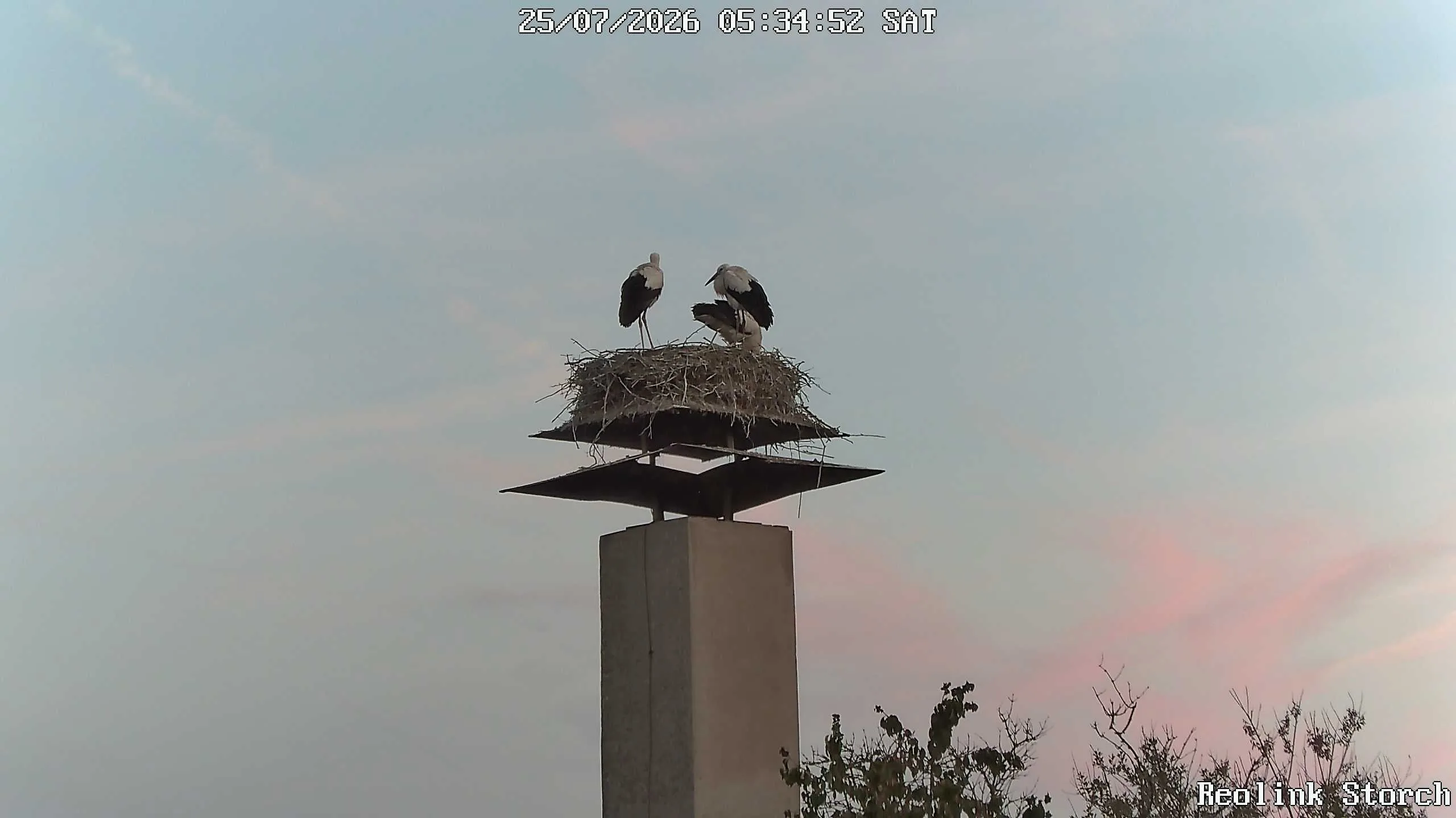 Storchencam Bild