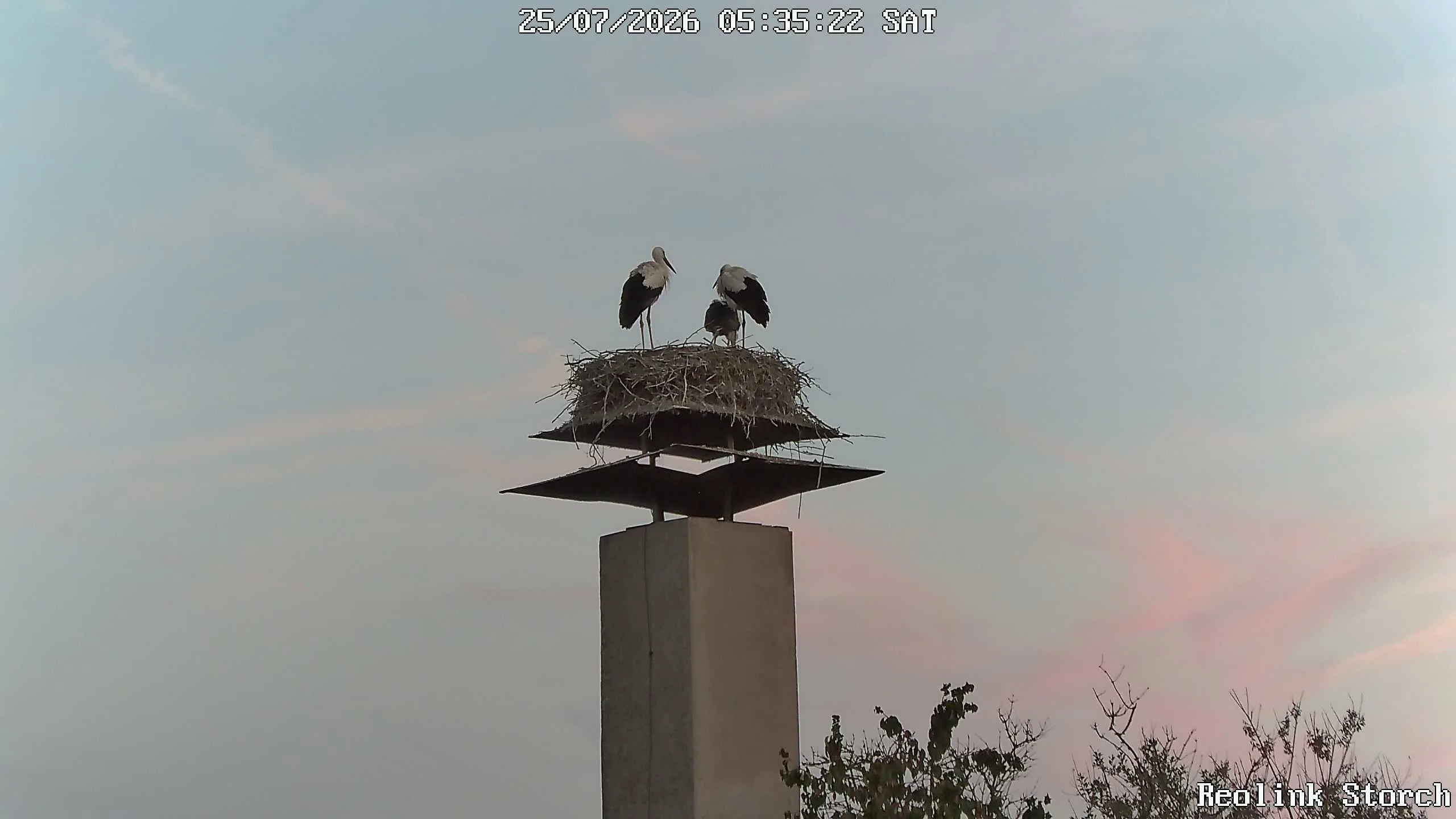 Storchencam Bild