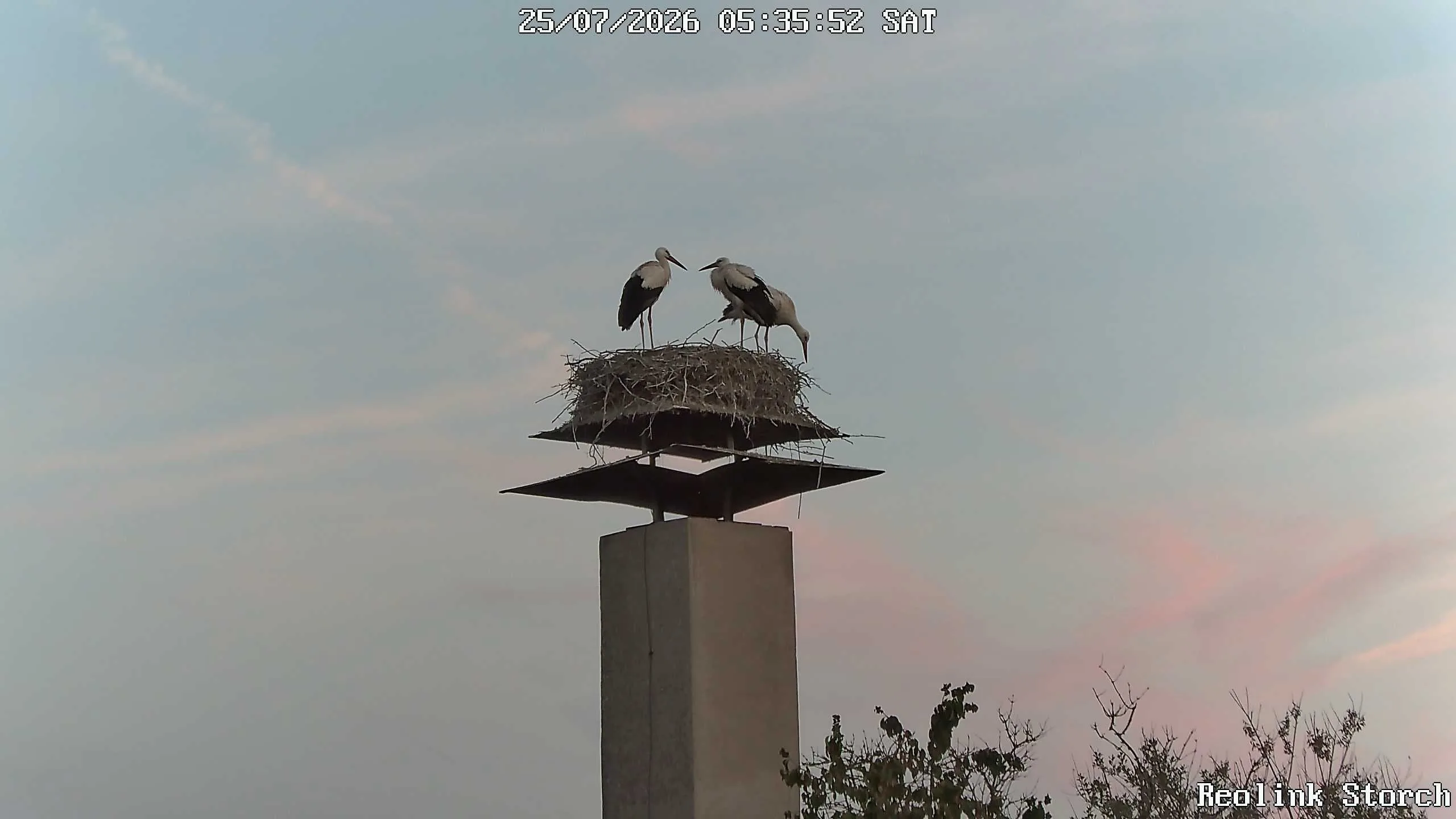 Storchencam Bild
