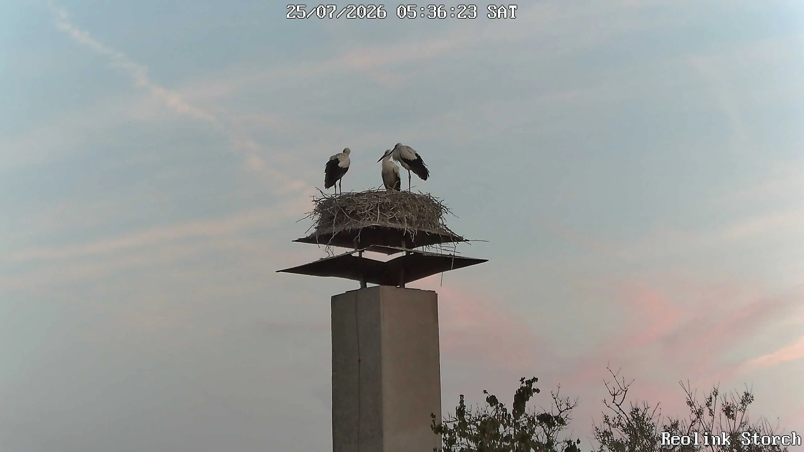 Storchencam Bild