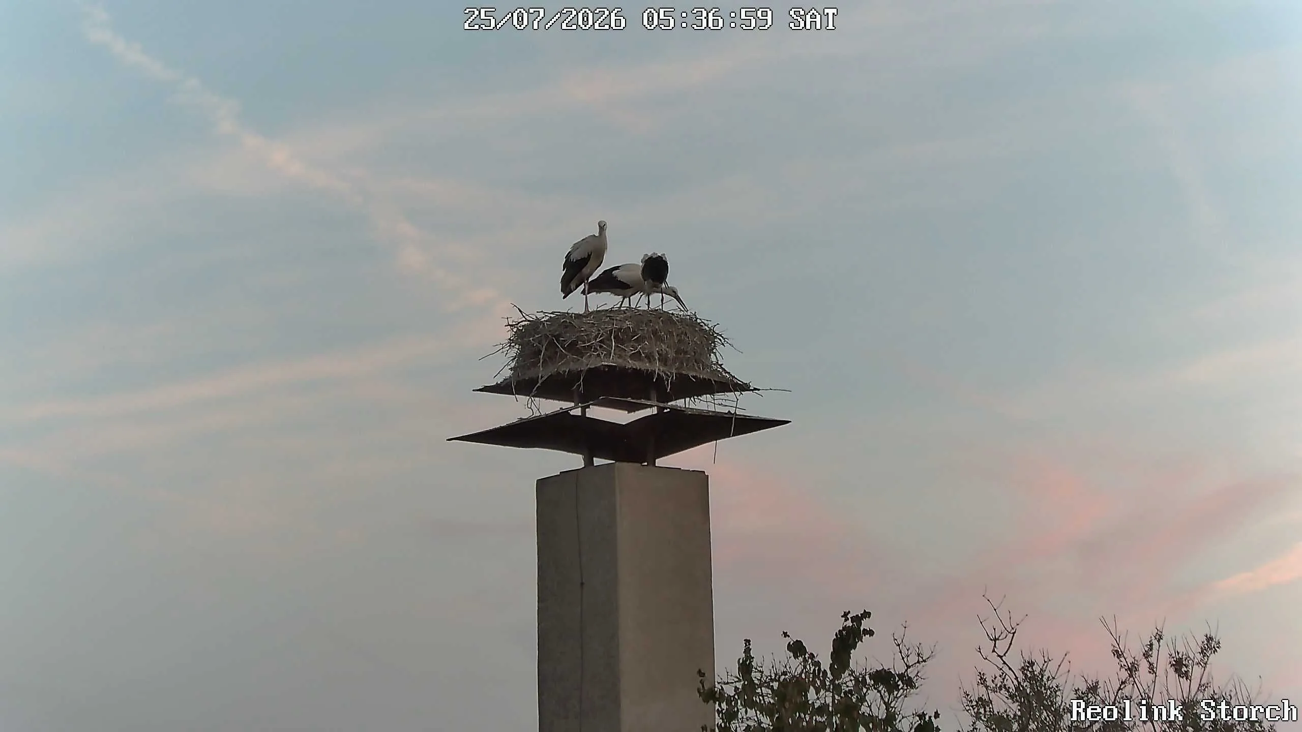 Storchencam Bild