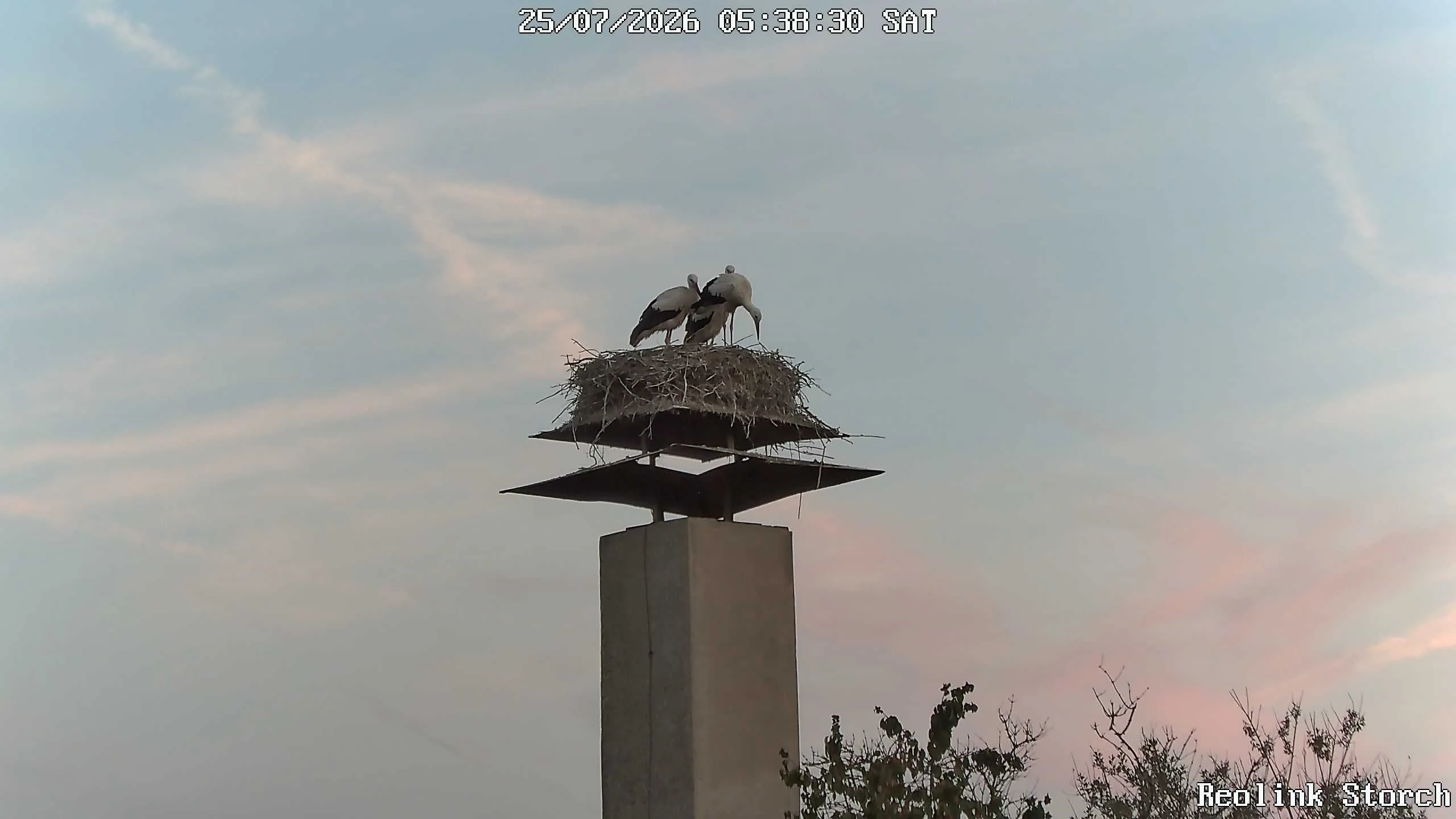 Storchencam Bild