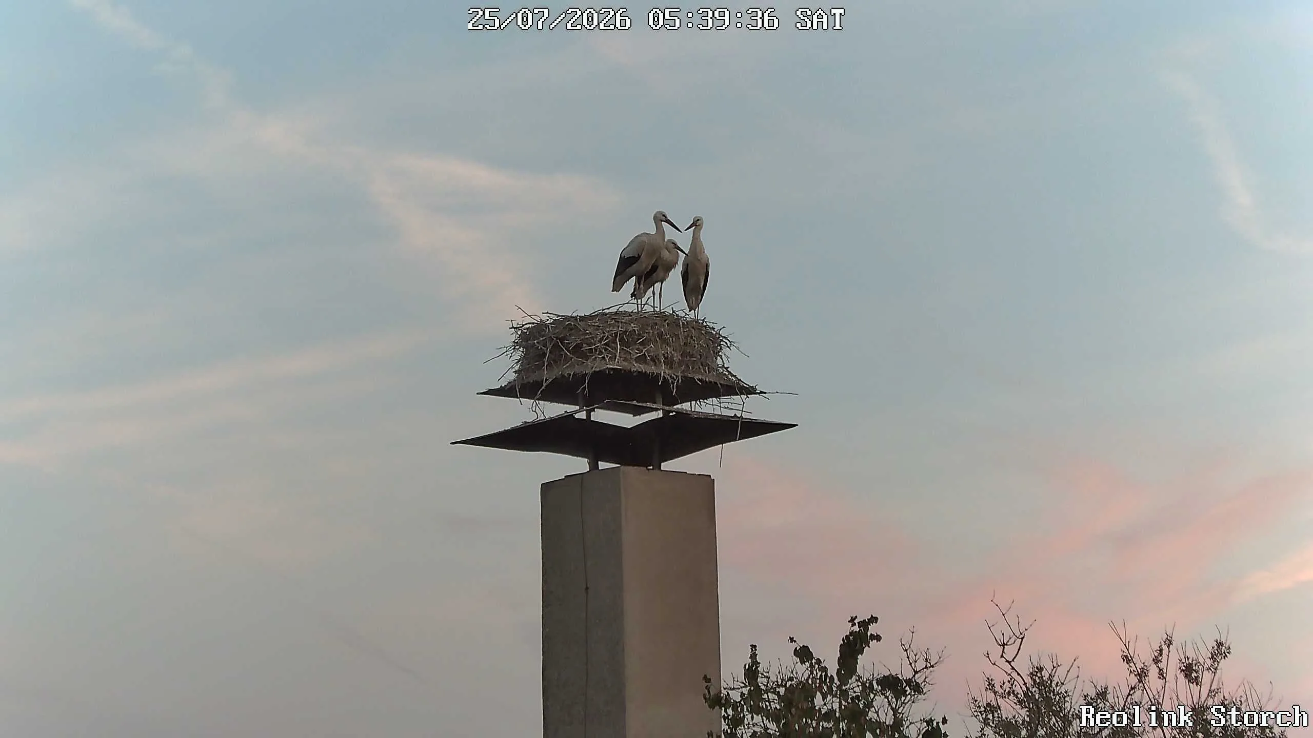 Storchencam Bild