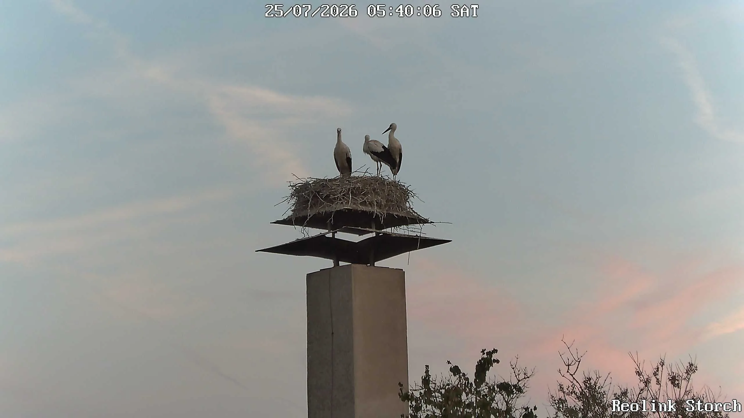Storchencam Bild