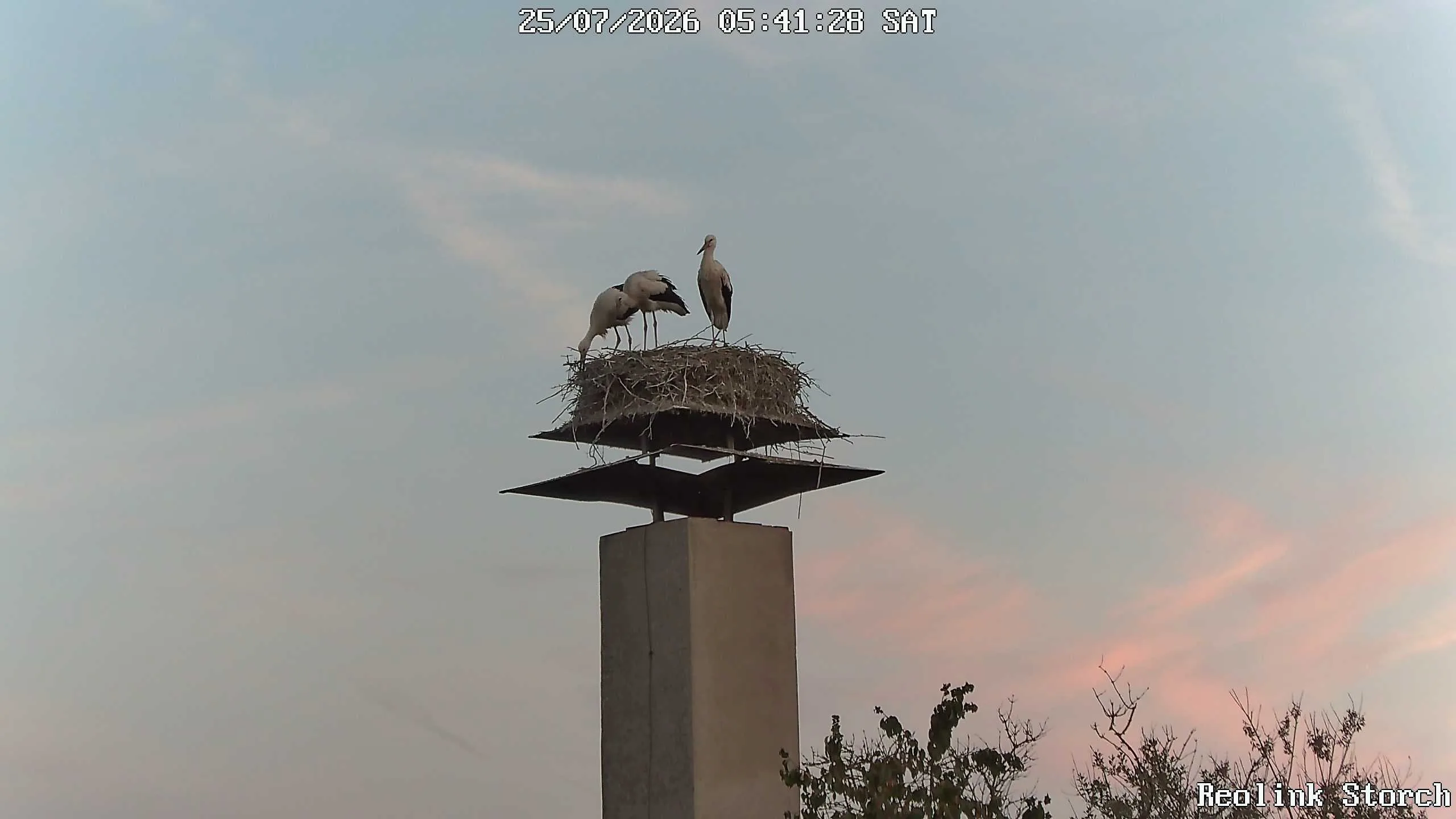 Storchencam Bild