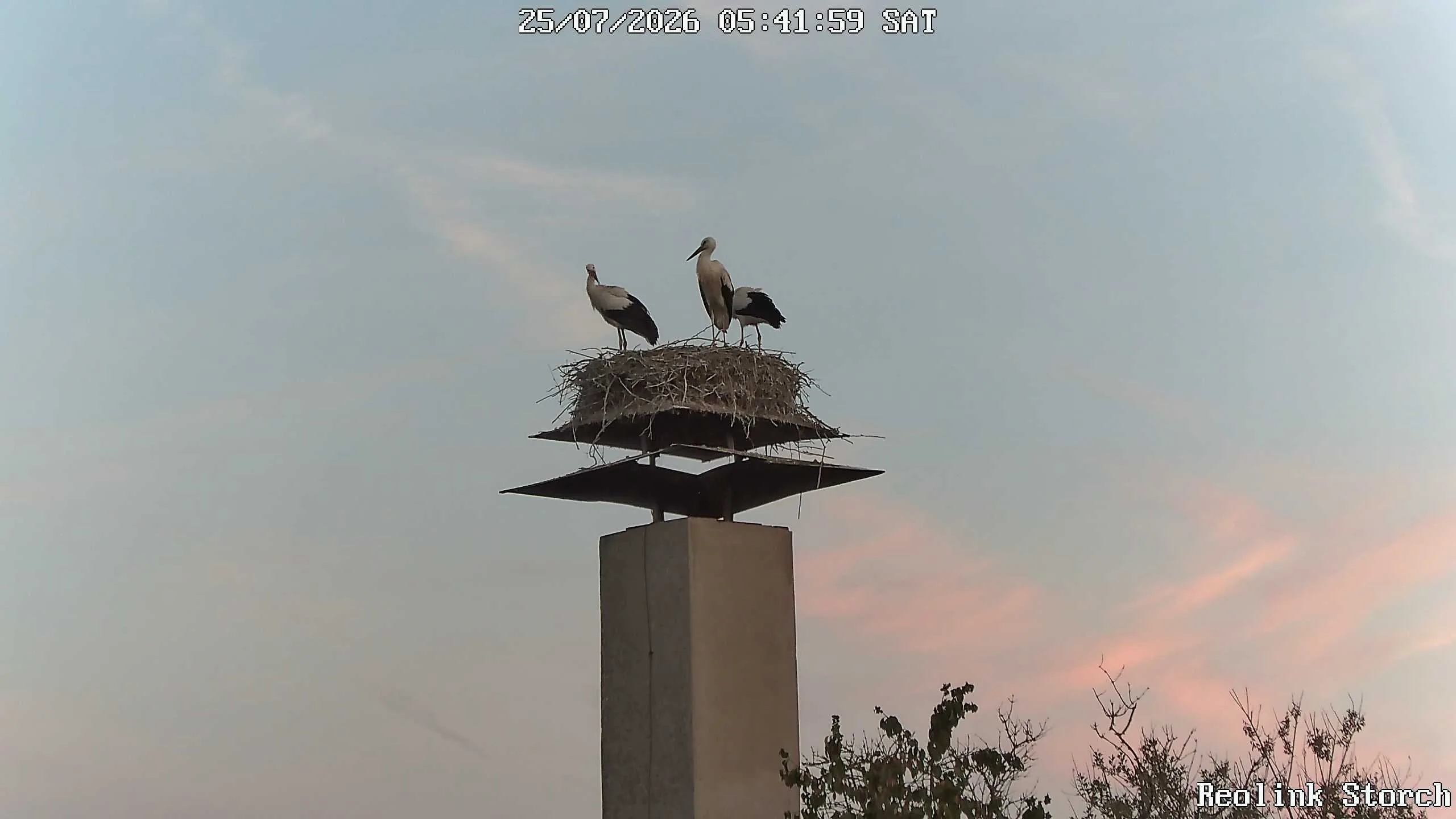 Storchencam Bild