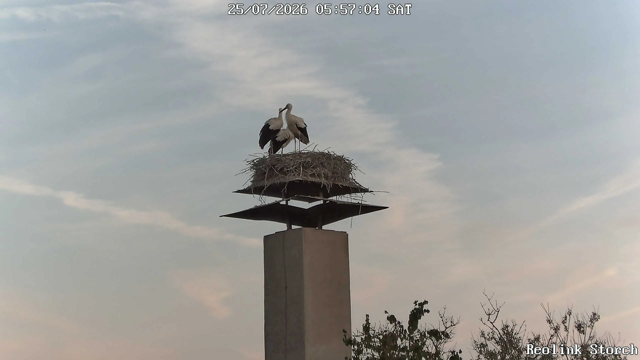 Storchencam Bild