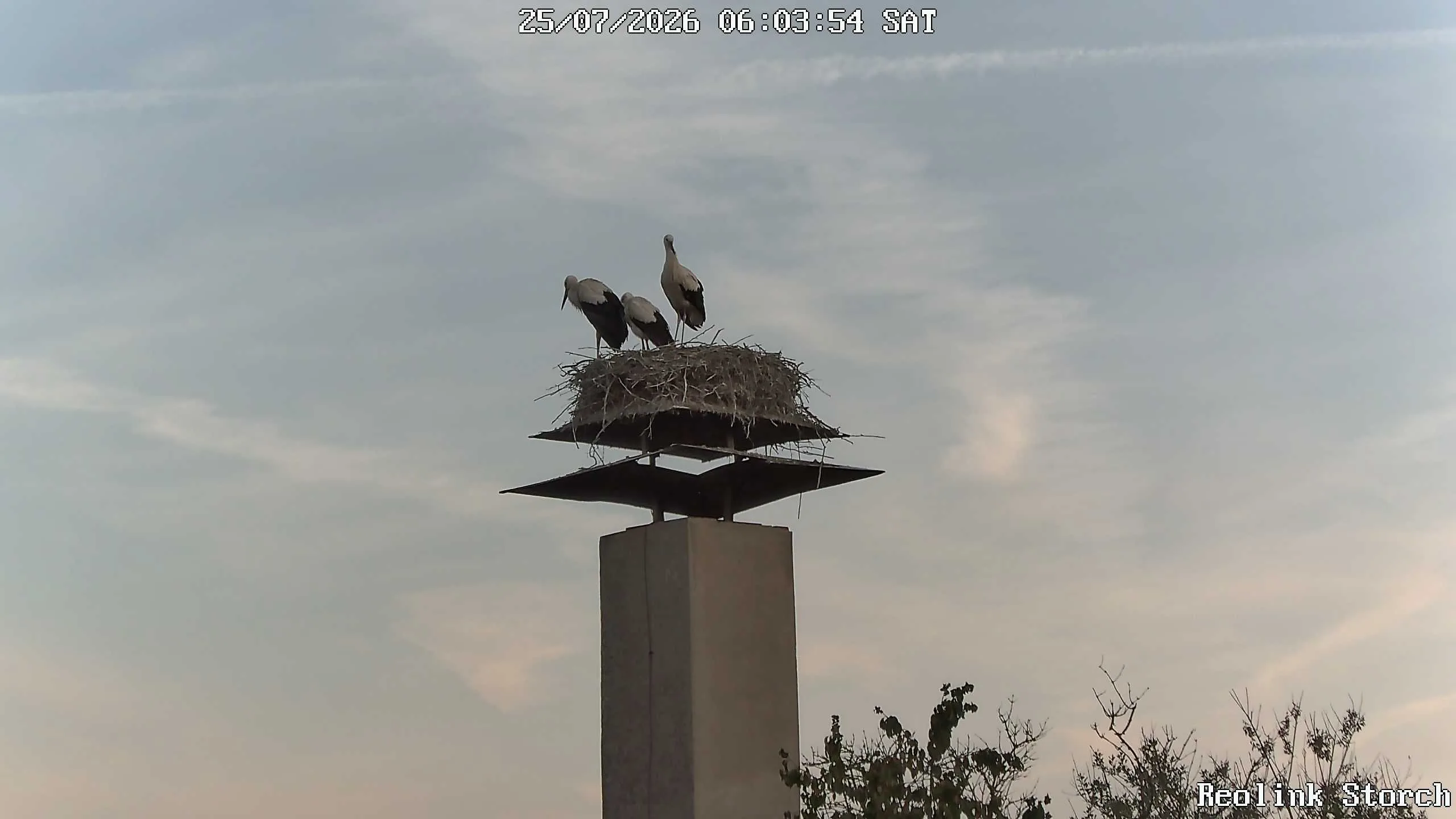 Storchencam Bild