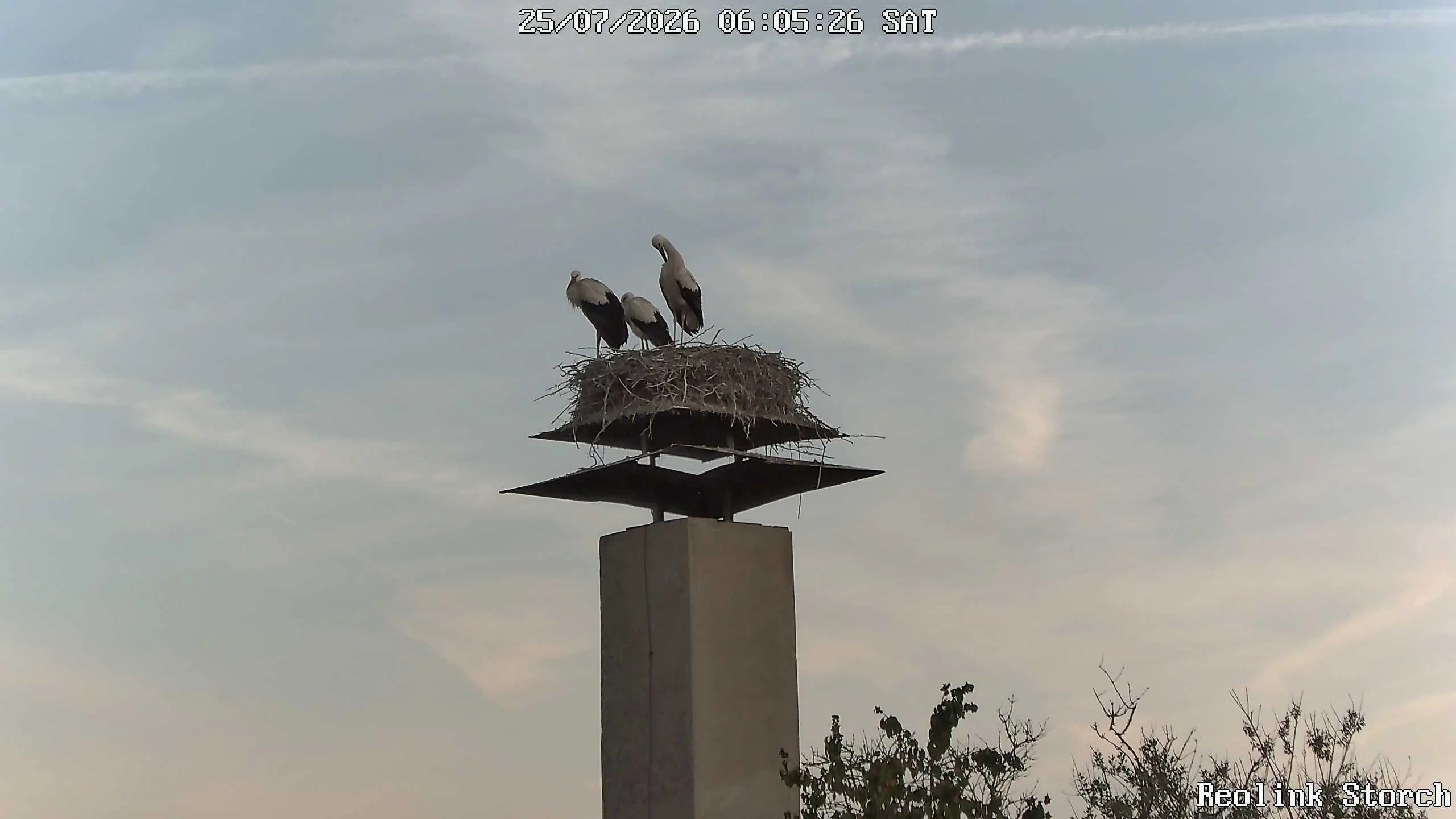 Storchencam Bild