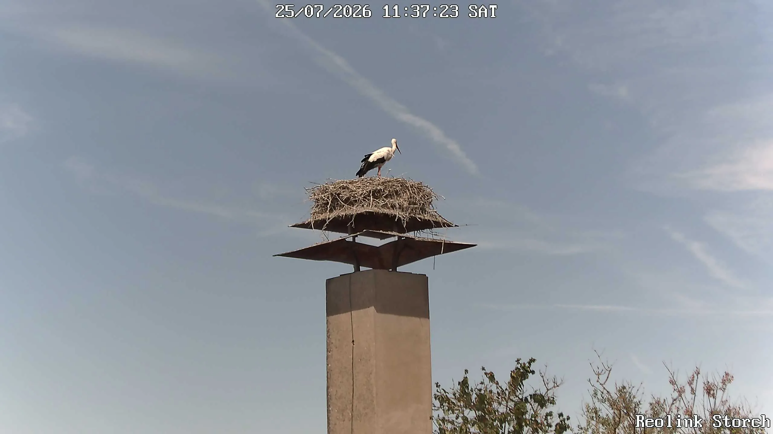 Storchencam Bild