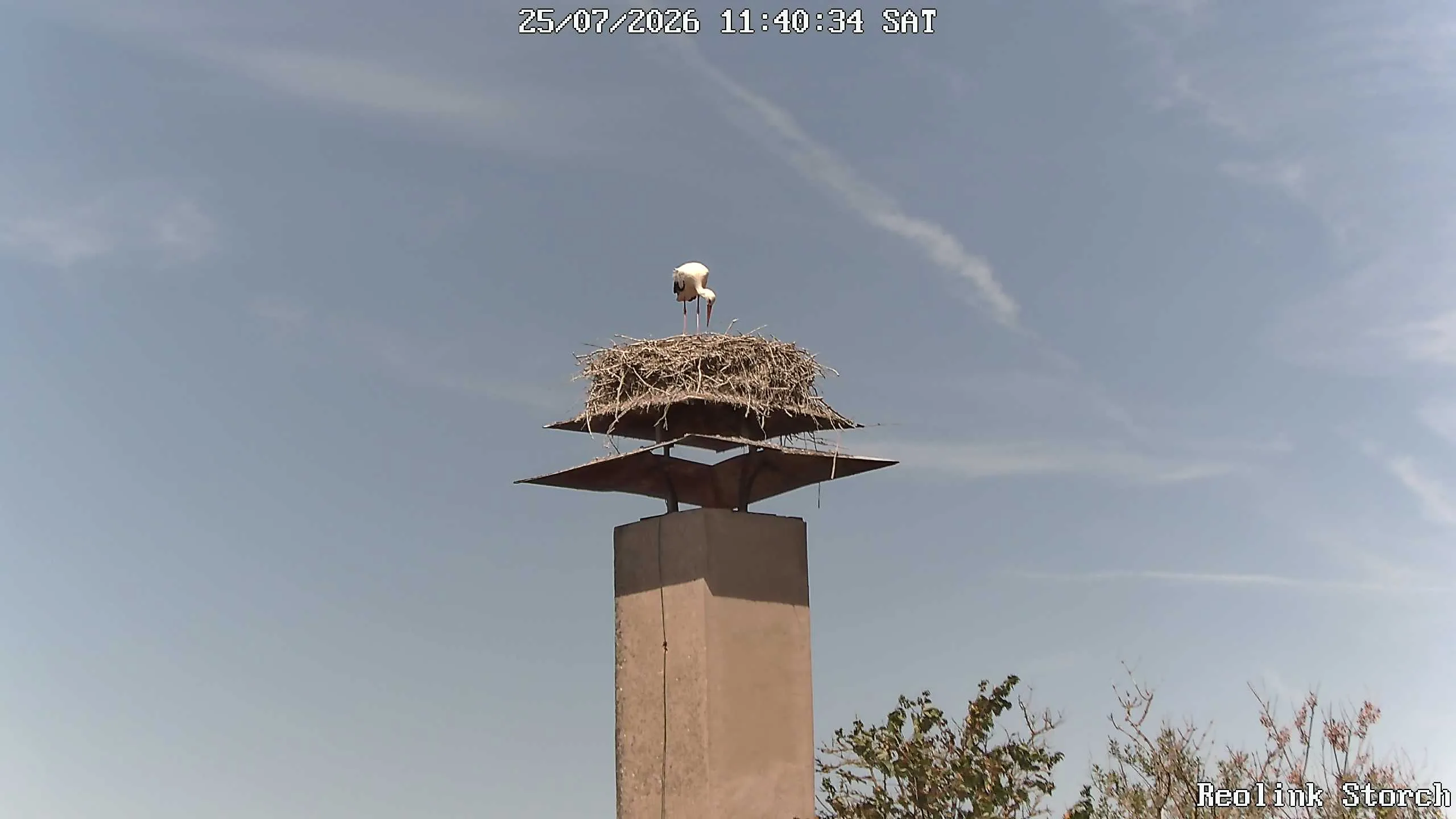 Storchencam Bild