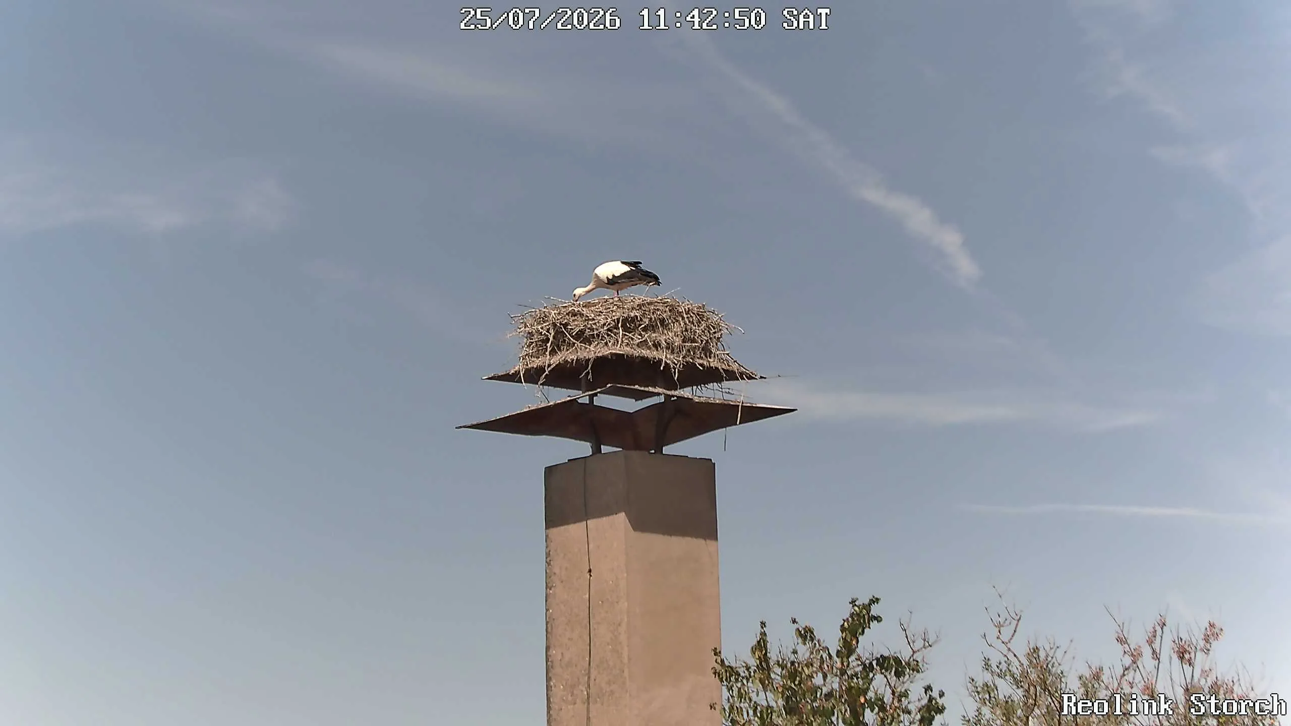 Storchencam Bild