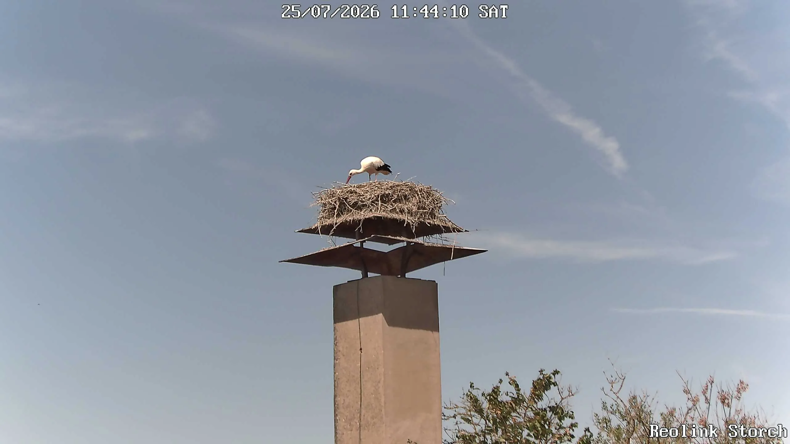 Storchencam Bild