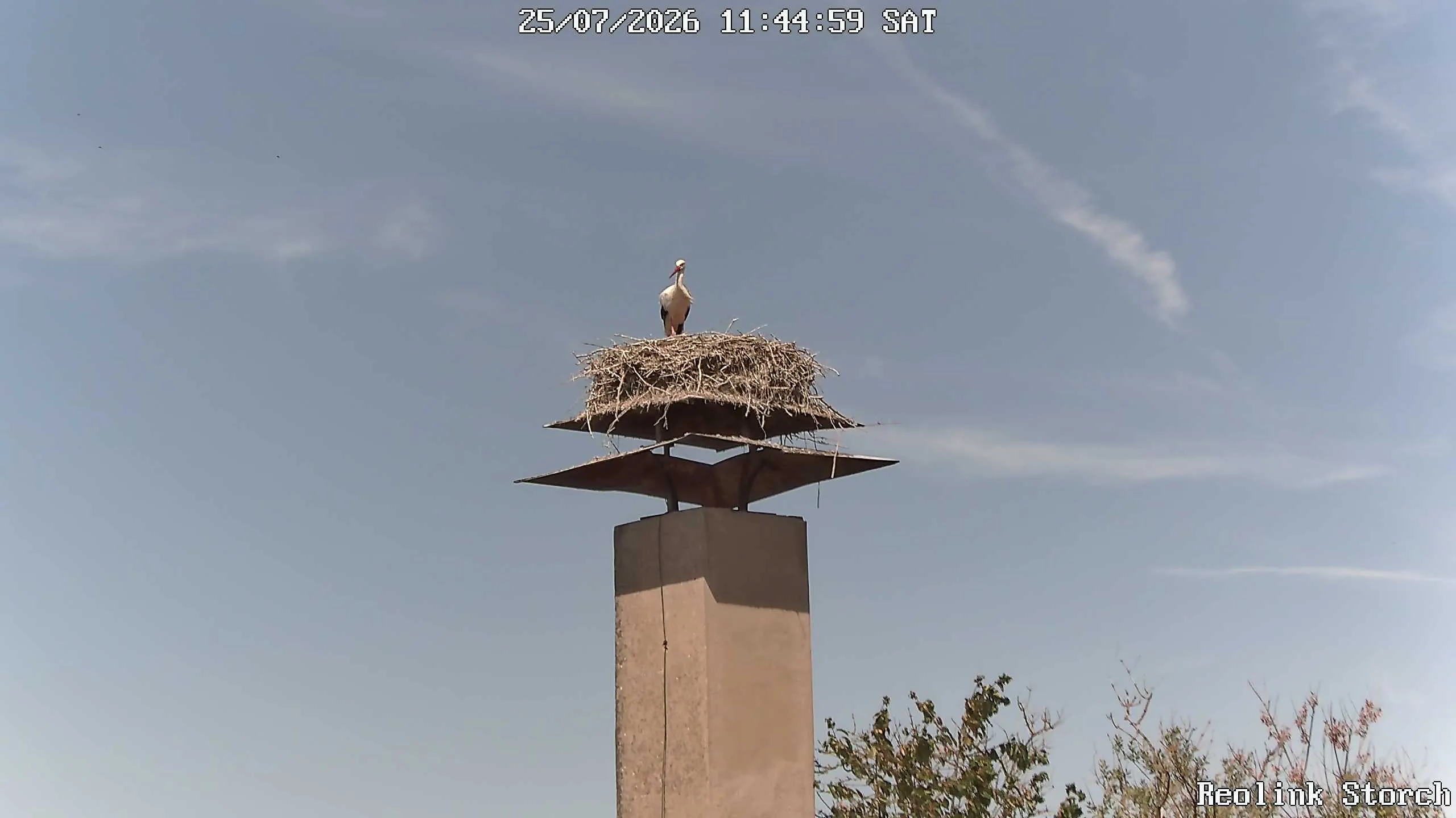 Storchencam Bild