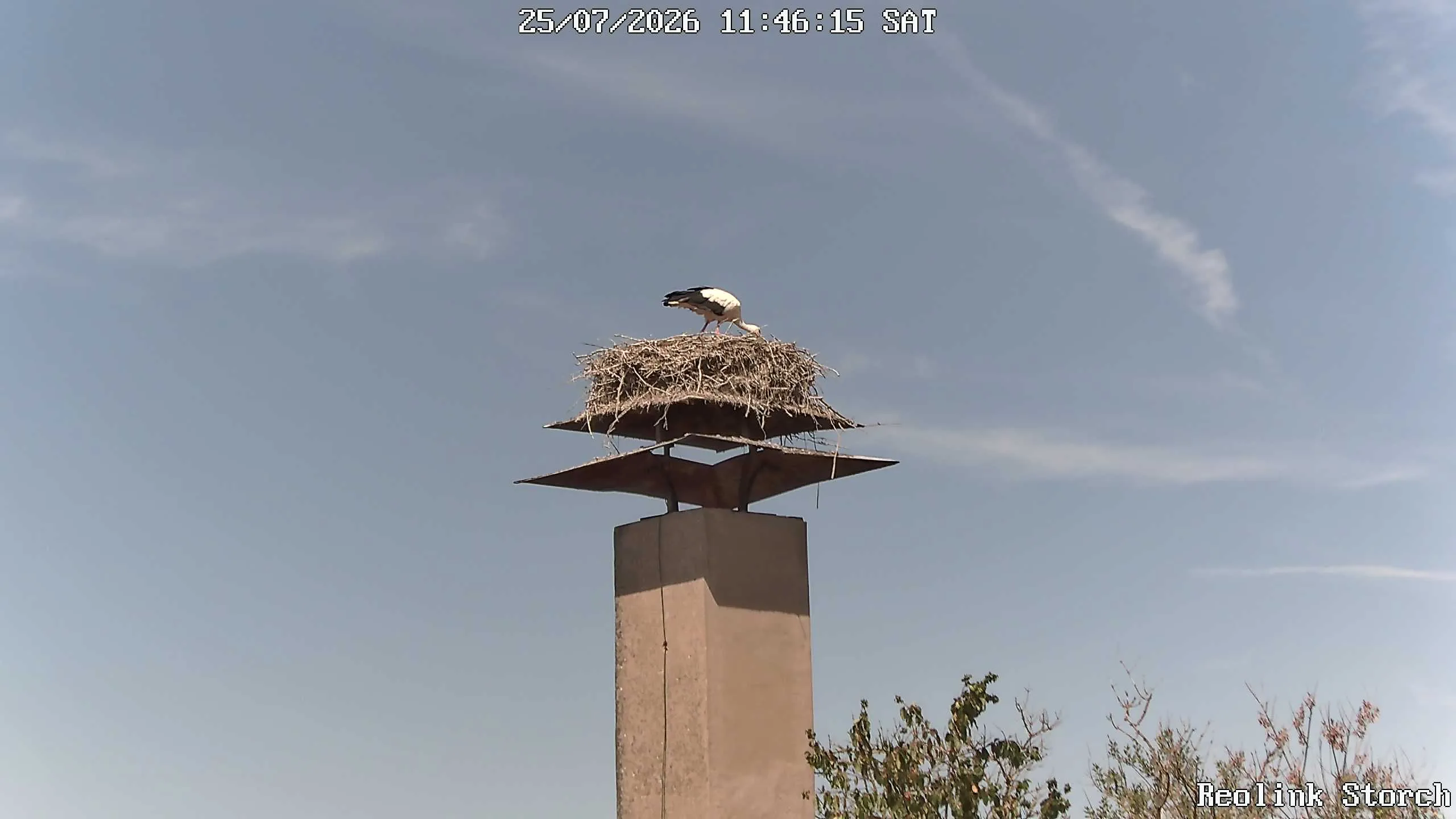Storchencam Bild