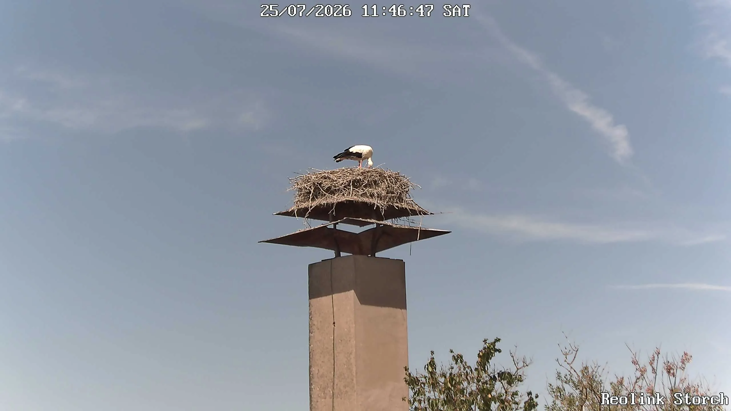 Storchencam Bild