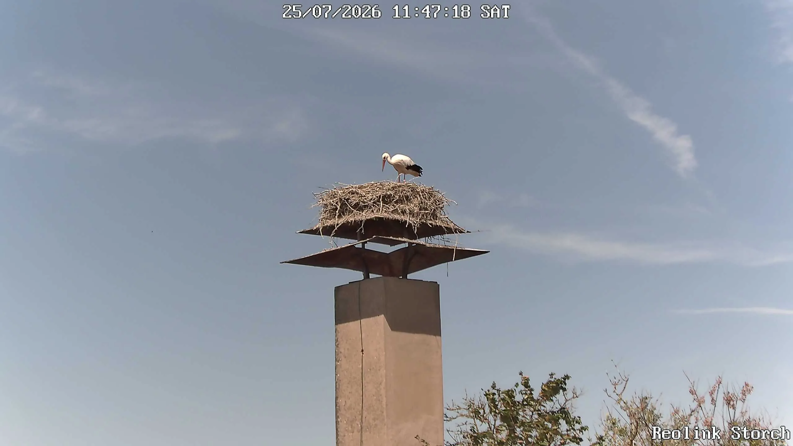 Storchencam Bild