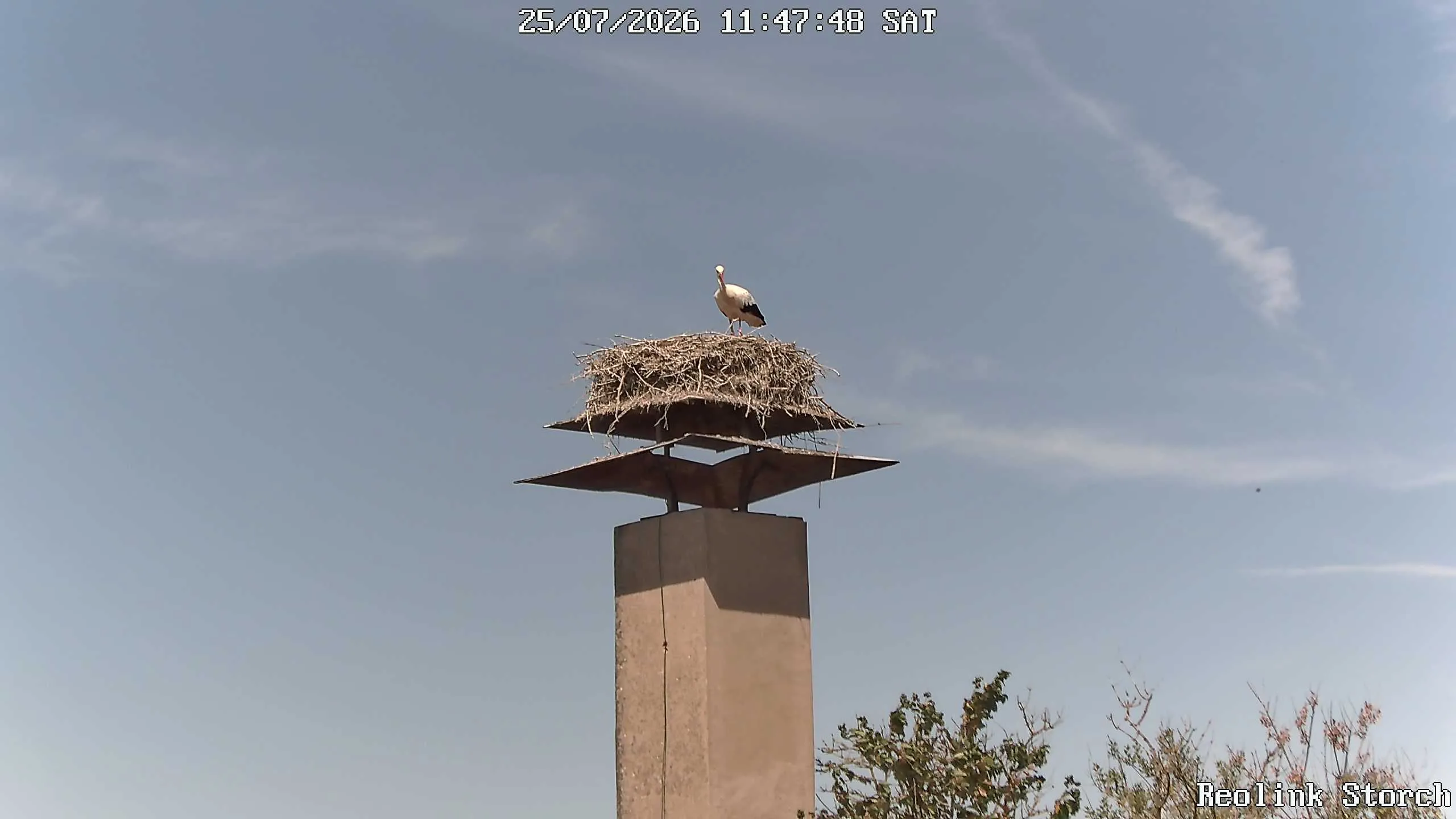 Storchencam Bild