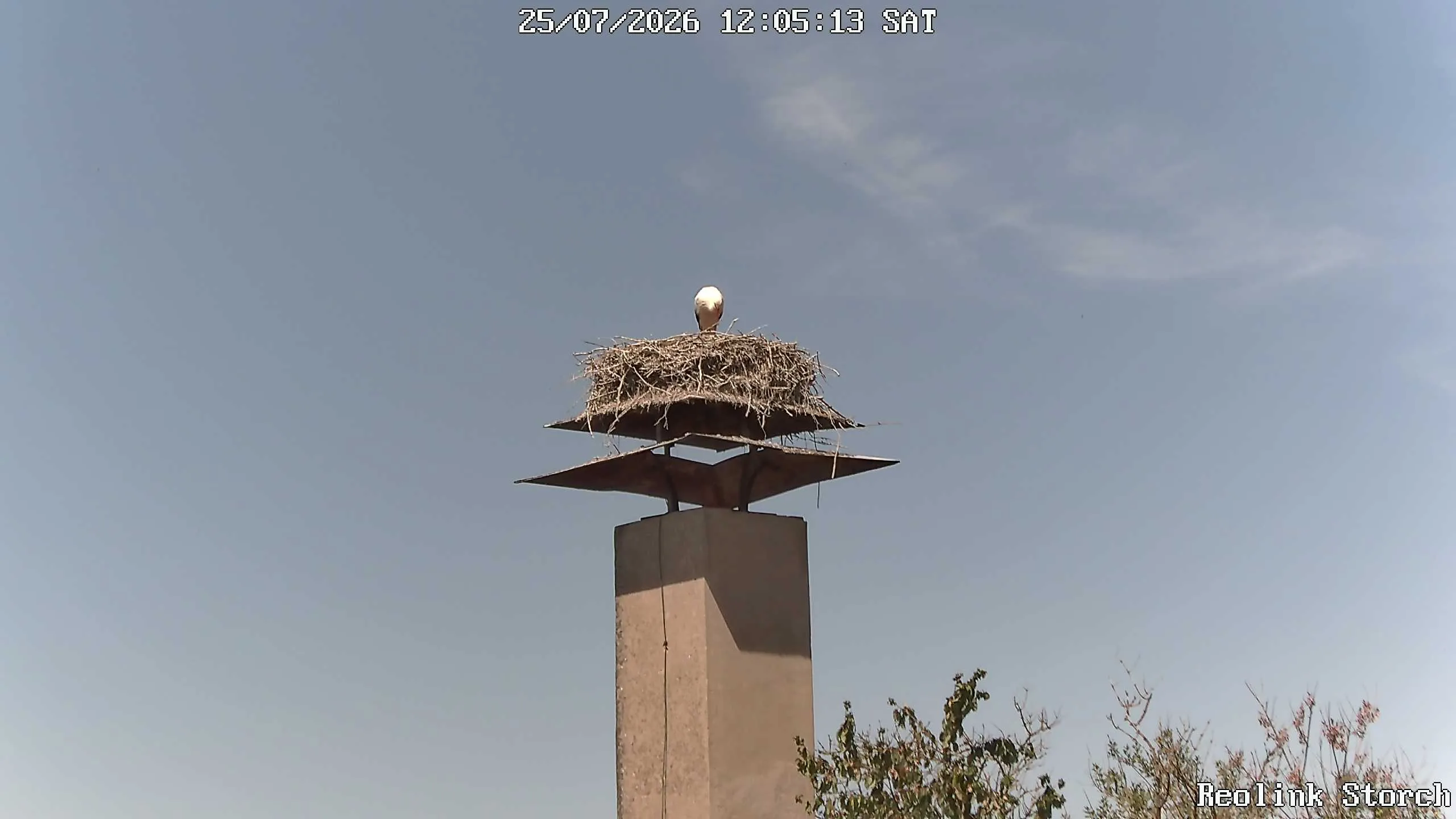 Storchencam Bild