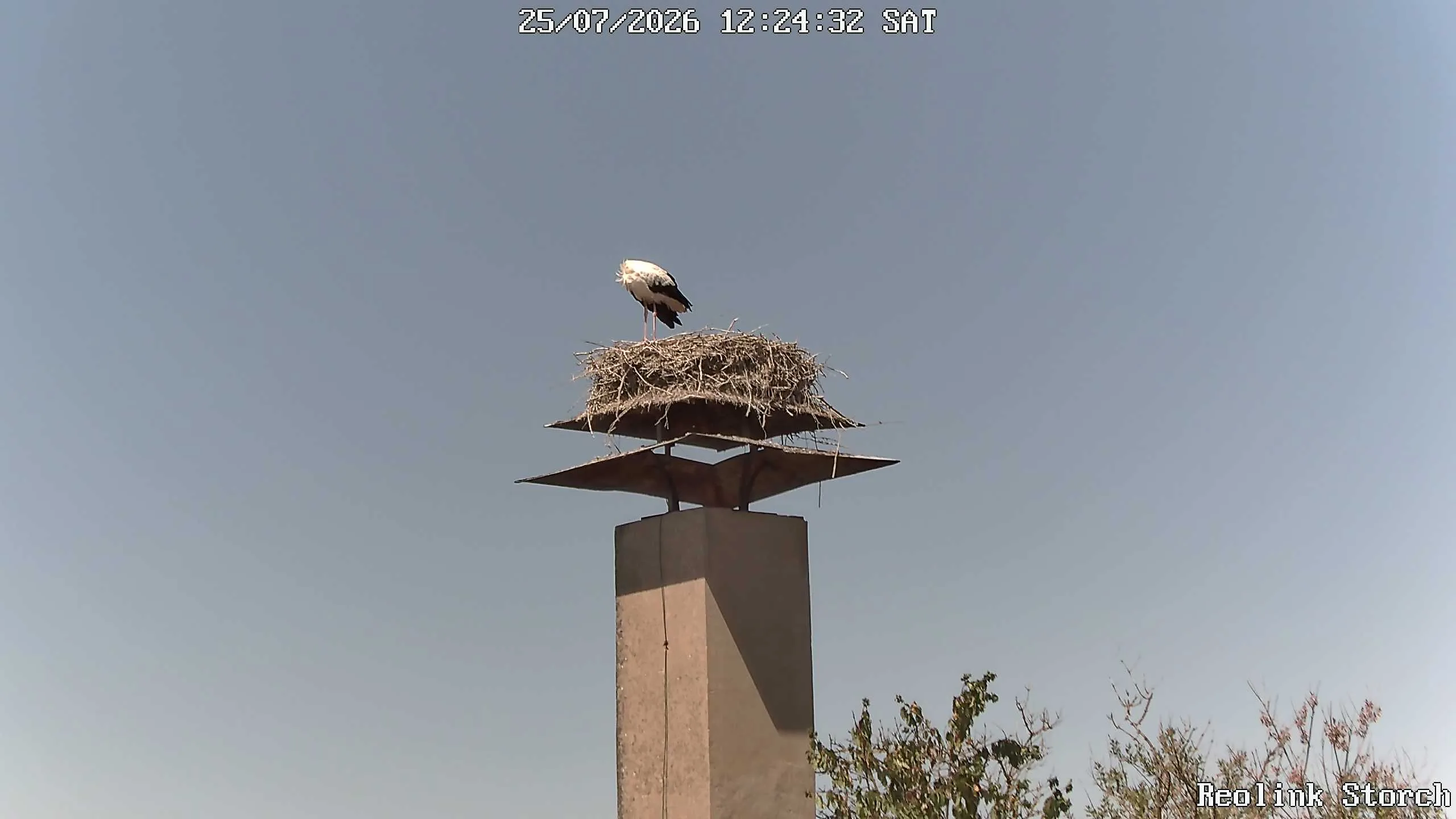 Storchencam Bild