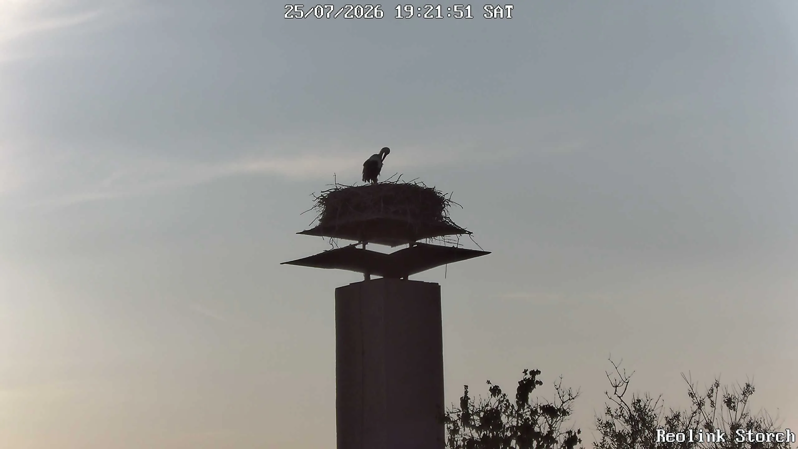 Storchencam Bild