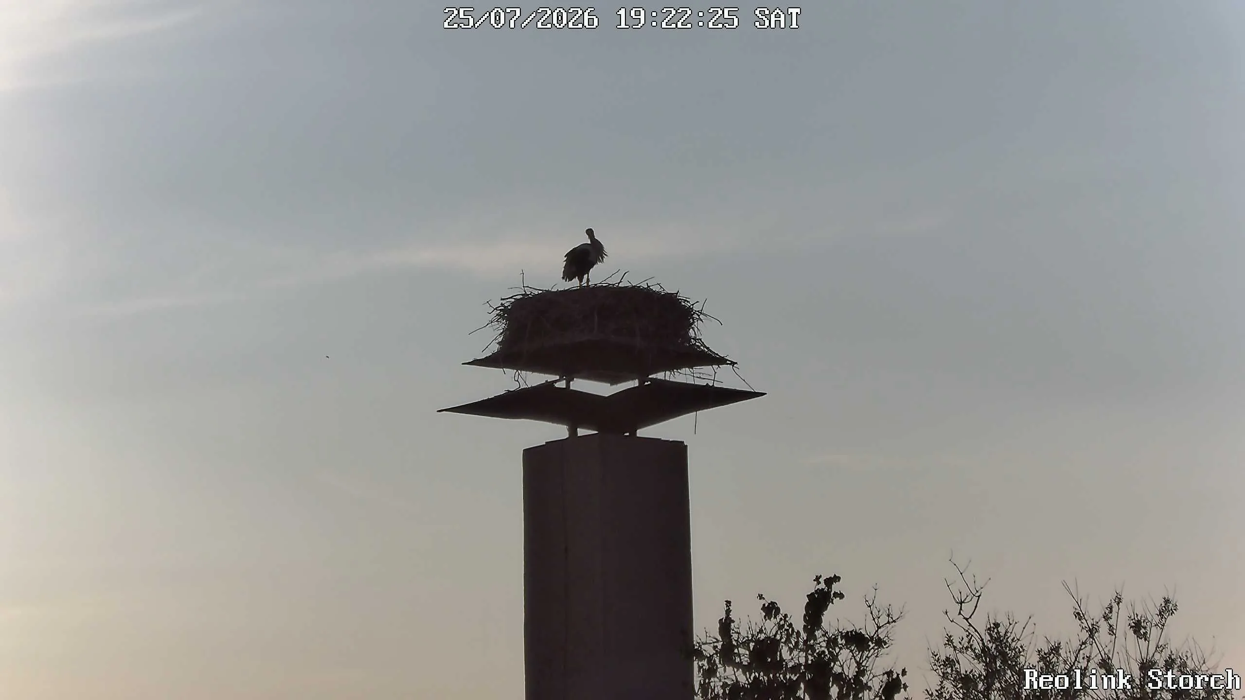 Storchencam Bild