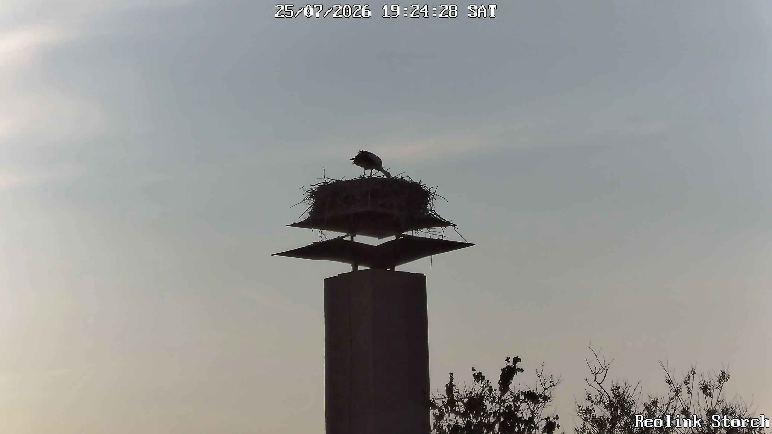 Storchencam Bild