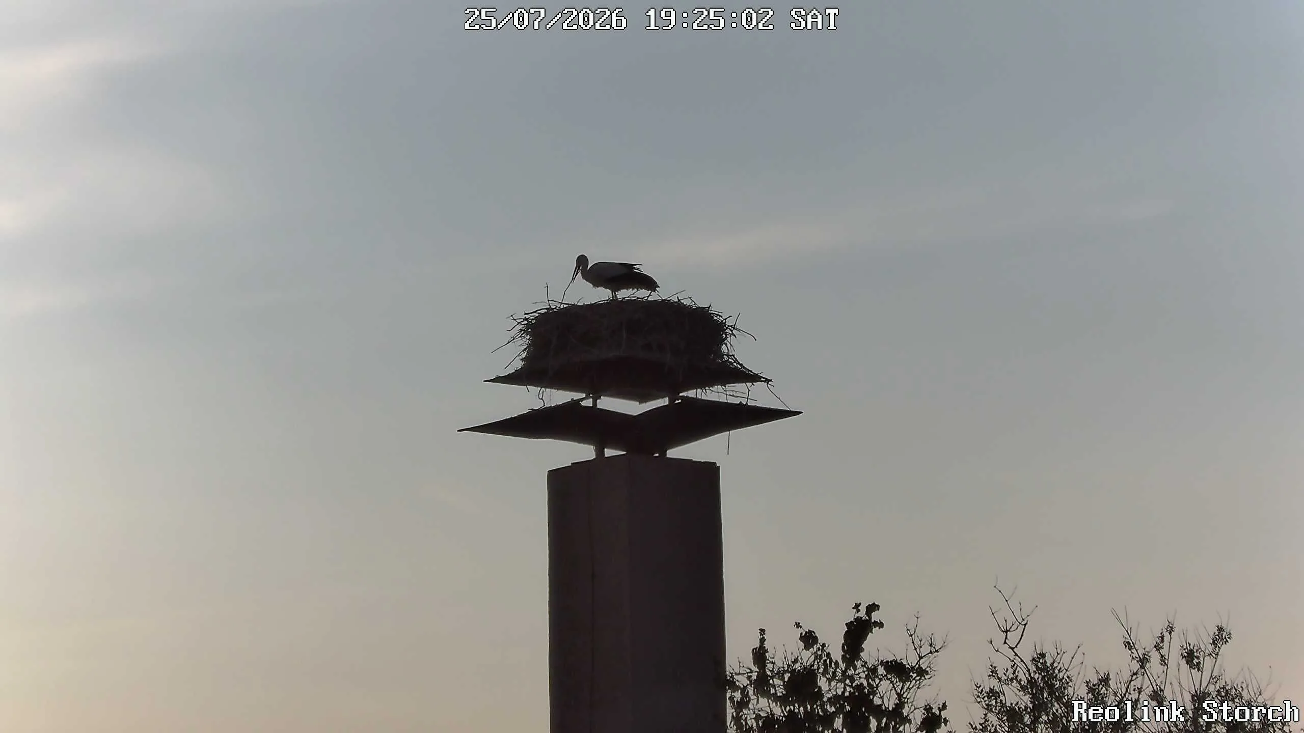 Storchencam Bild