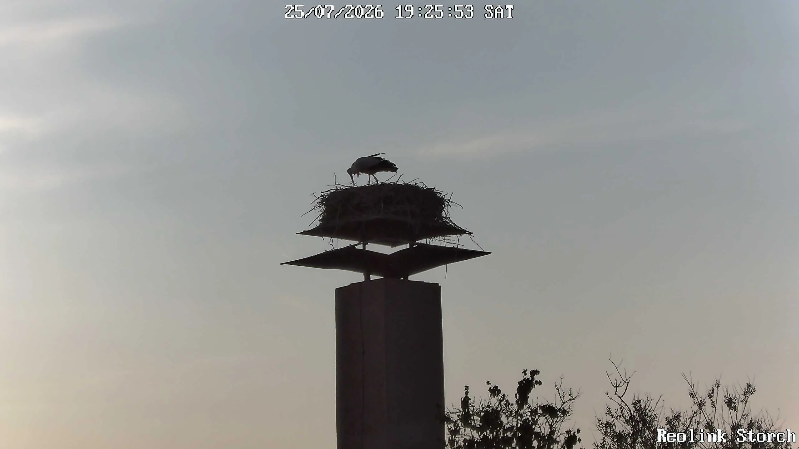 Storchencam Bild