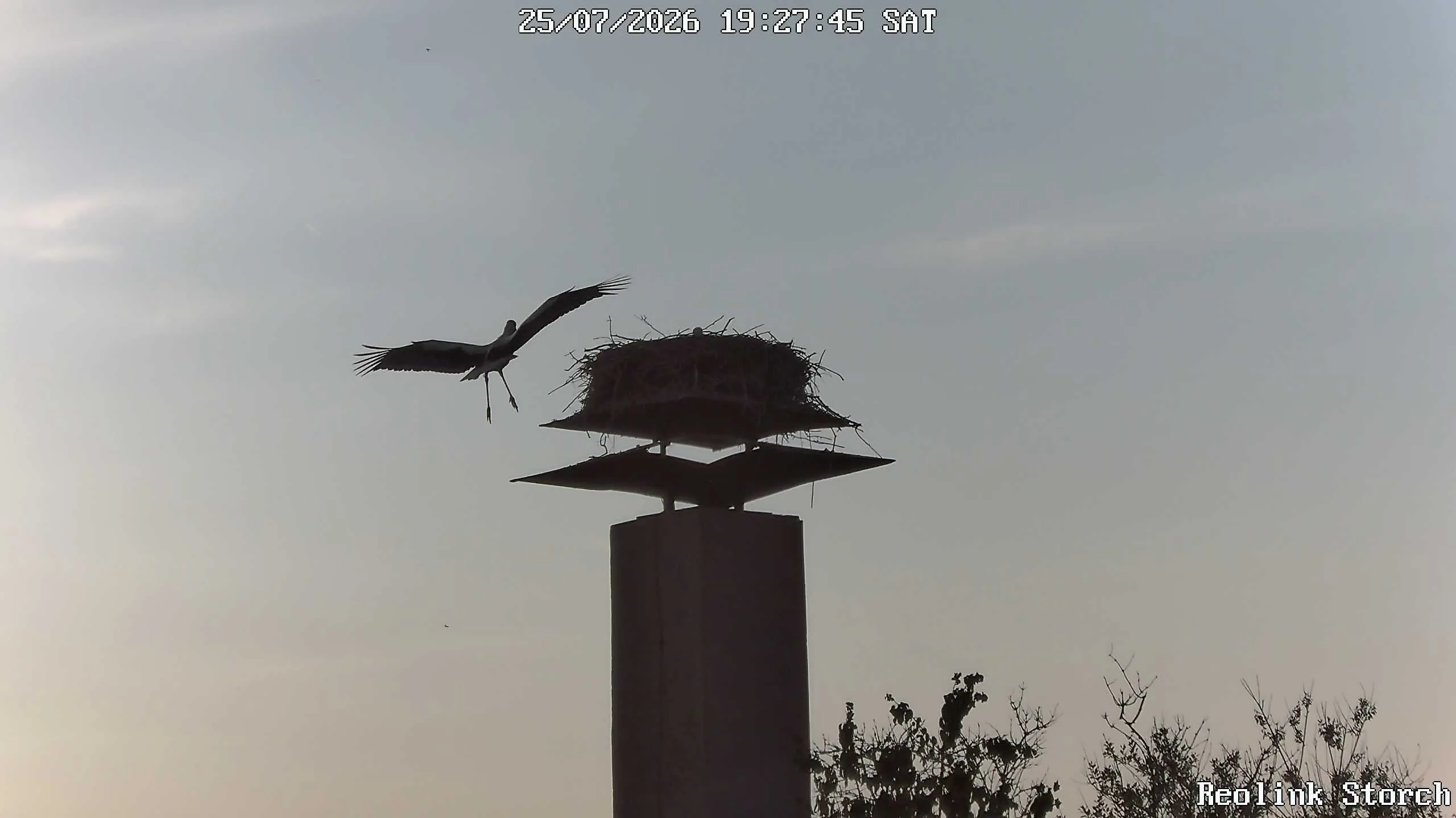 Storchencam Bild