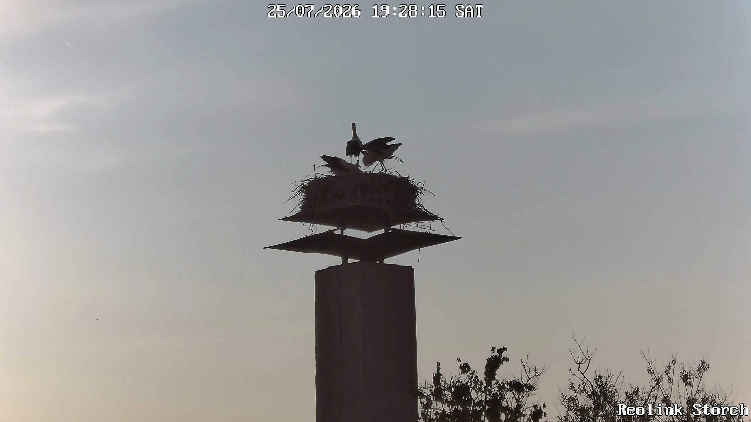 Storchencam Bild