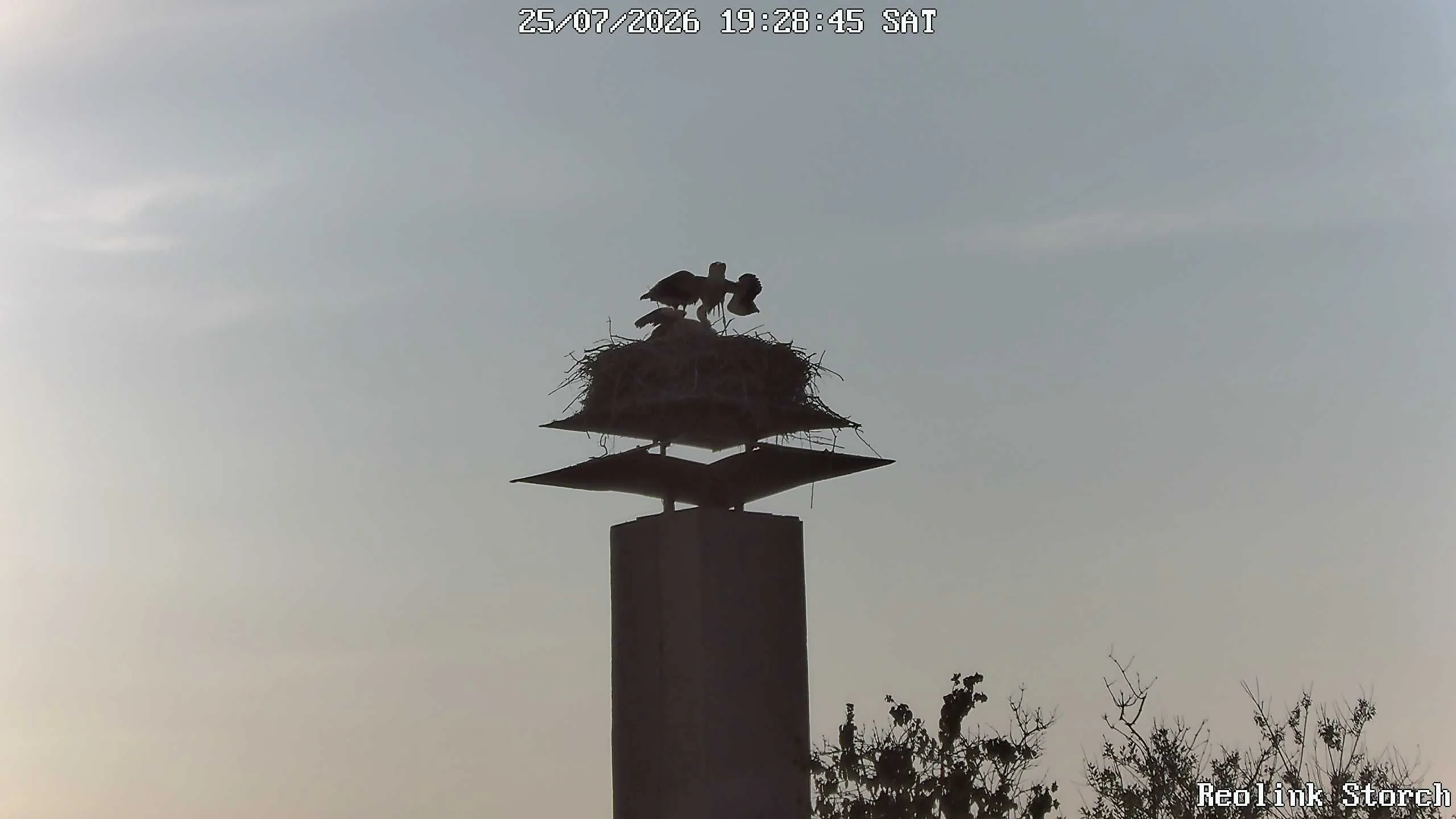 Storchencam Bild