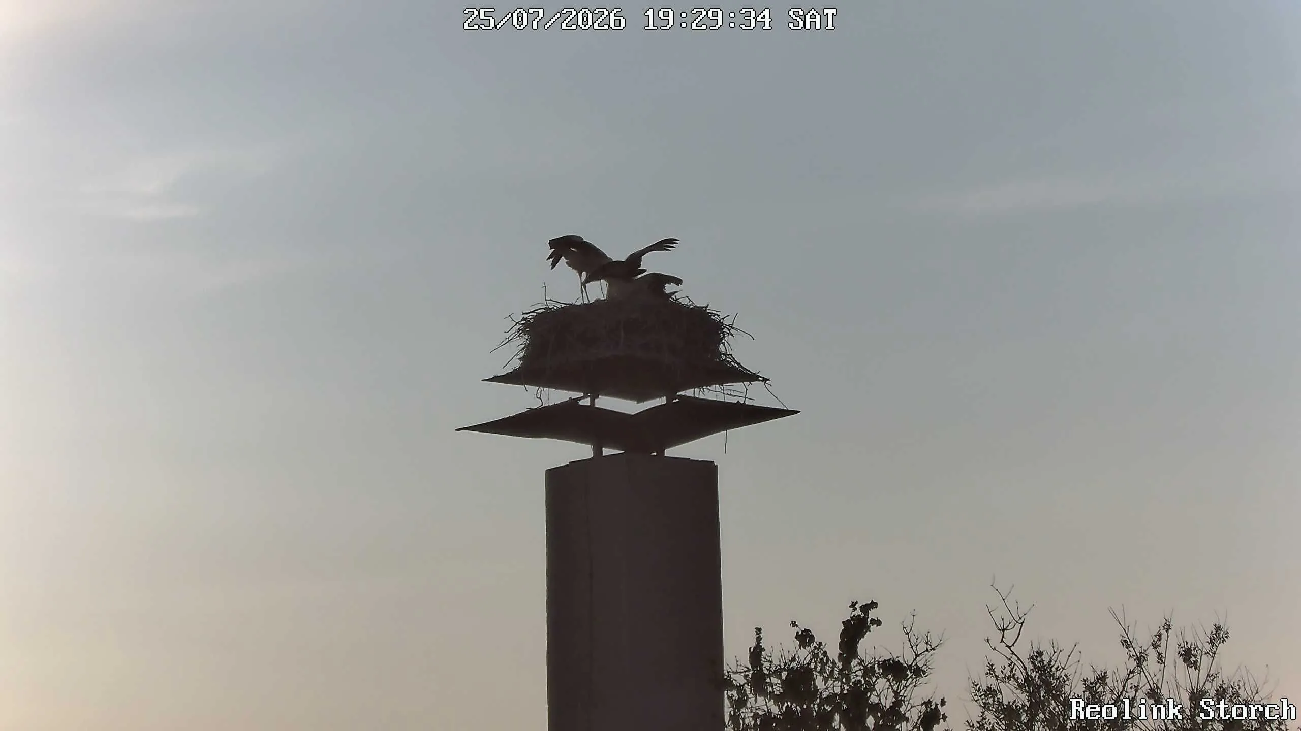 Storchencam Bild