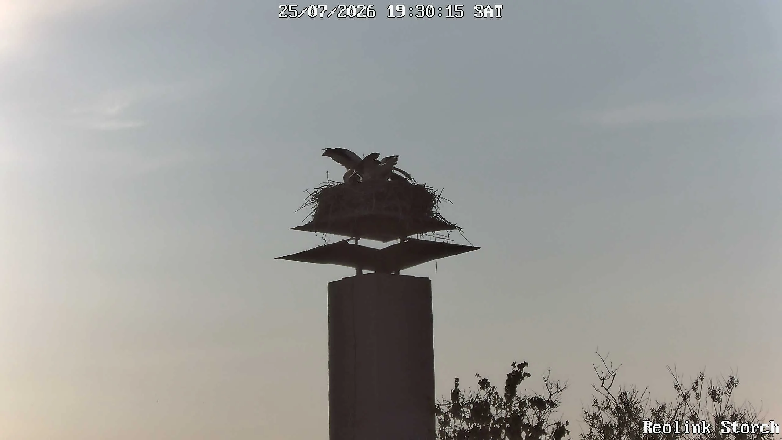 Storchencam Bild