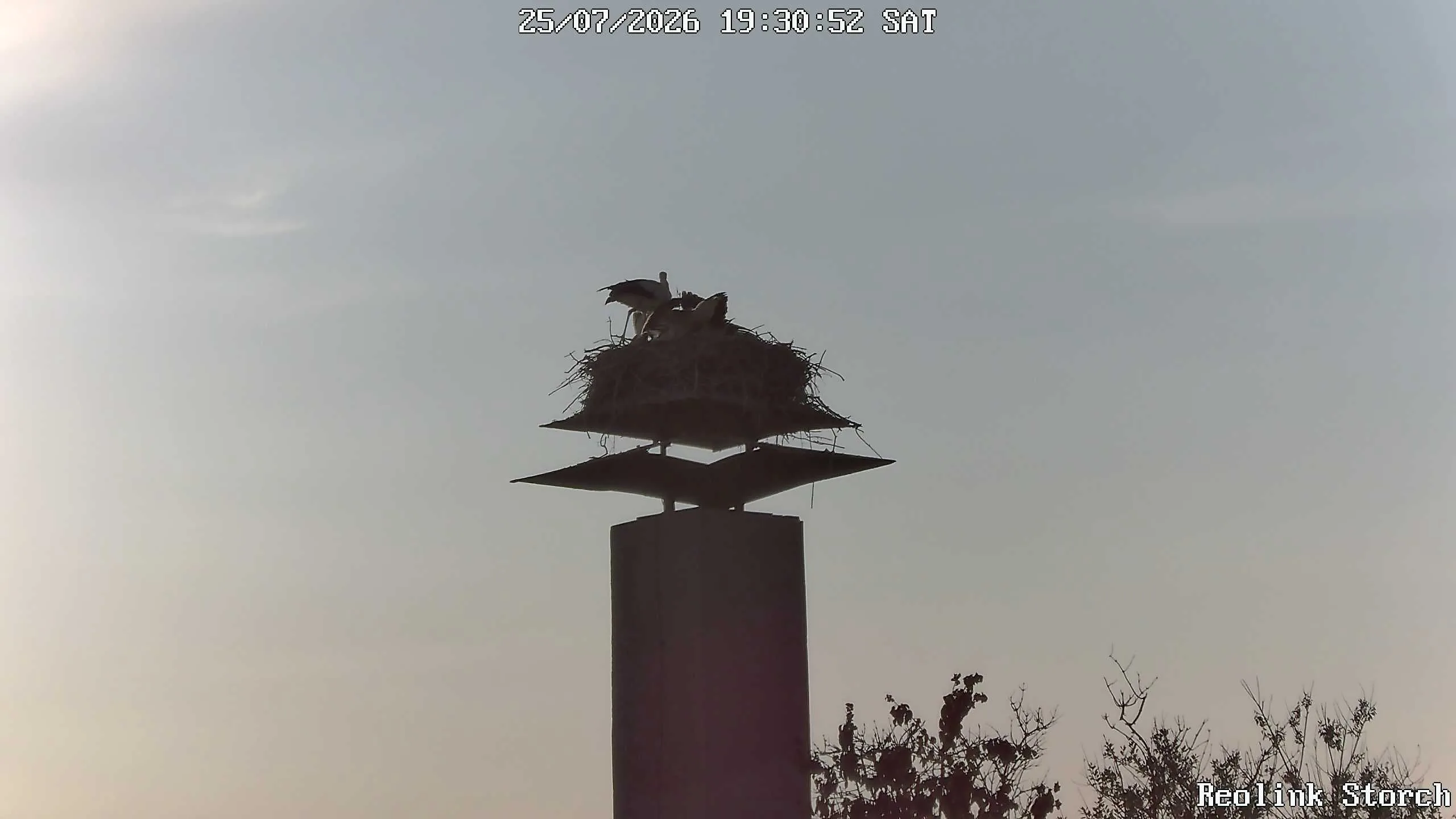 Storchencam Bild