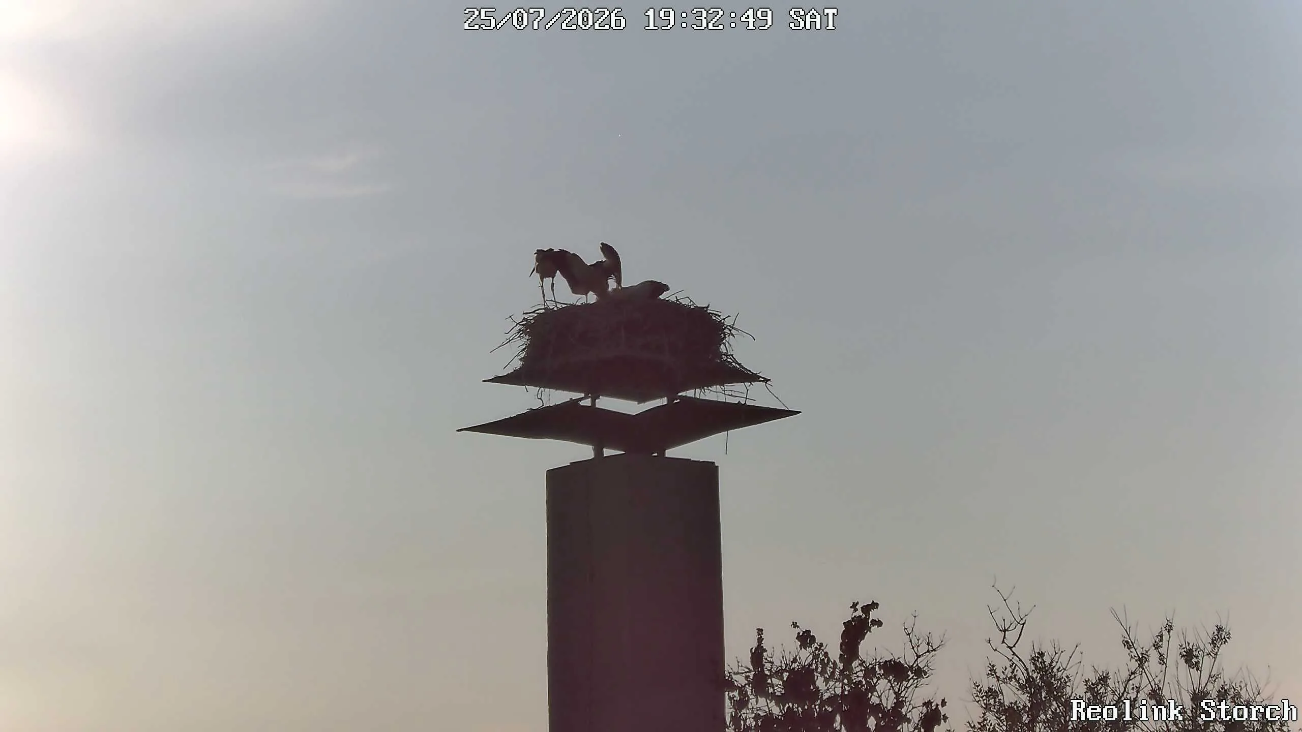 Storchencam Bild