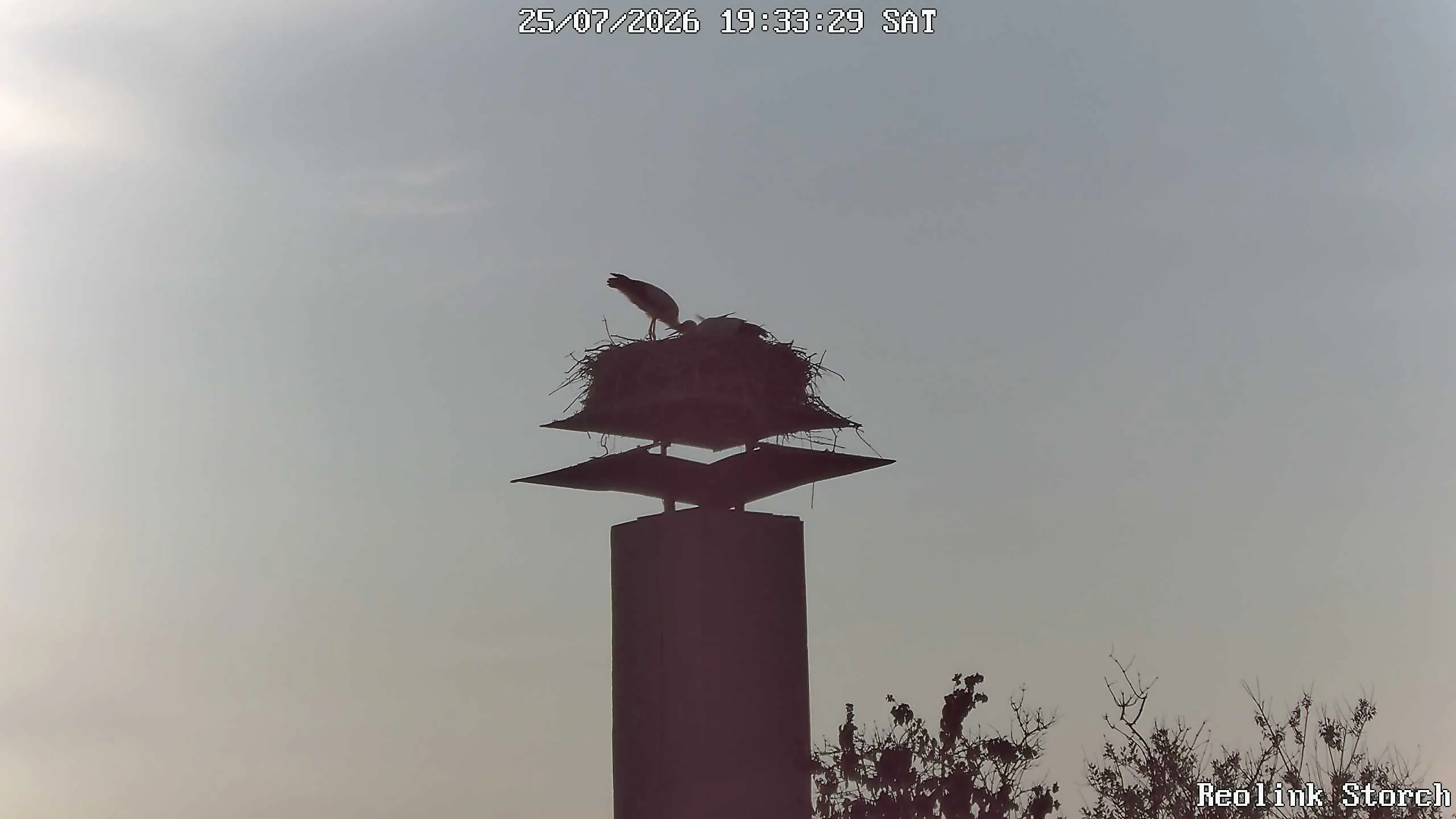 Storchencam Bild