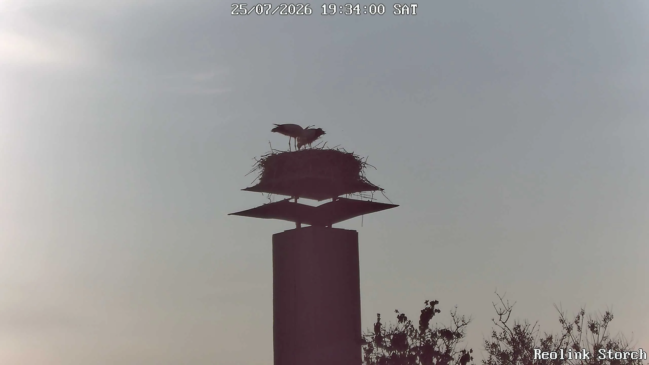 Storchencam Bild