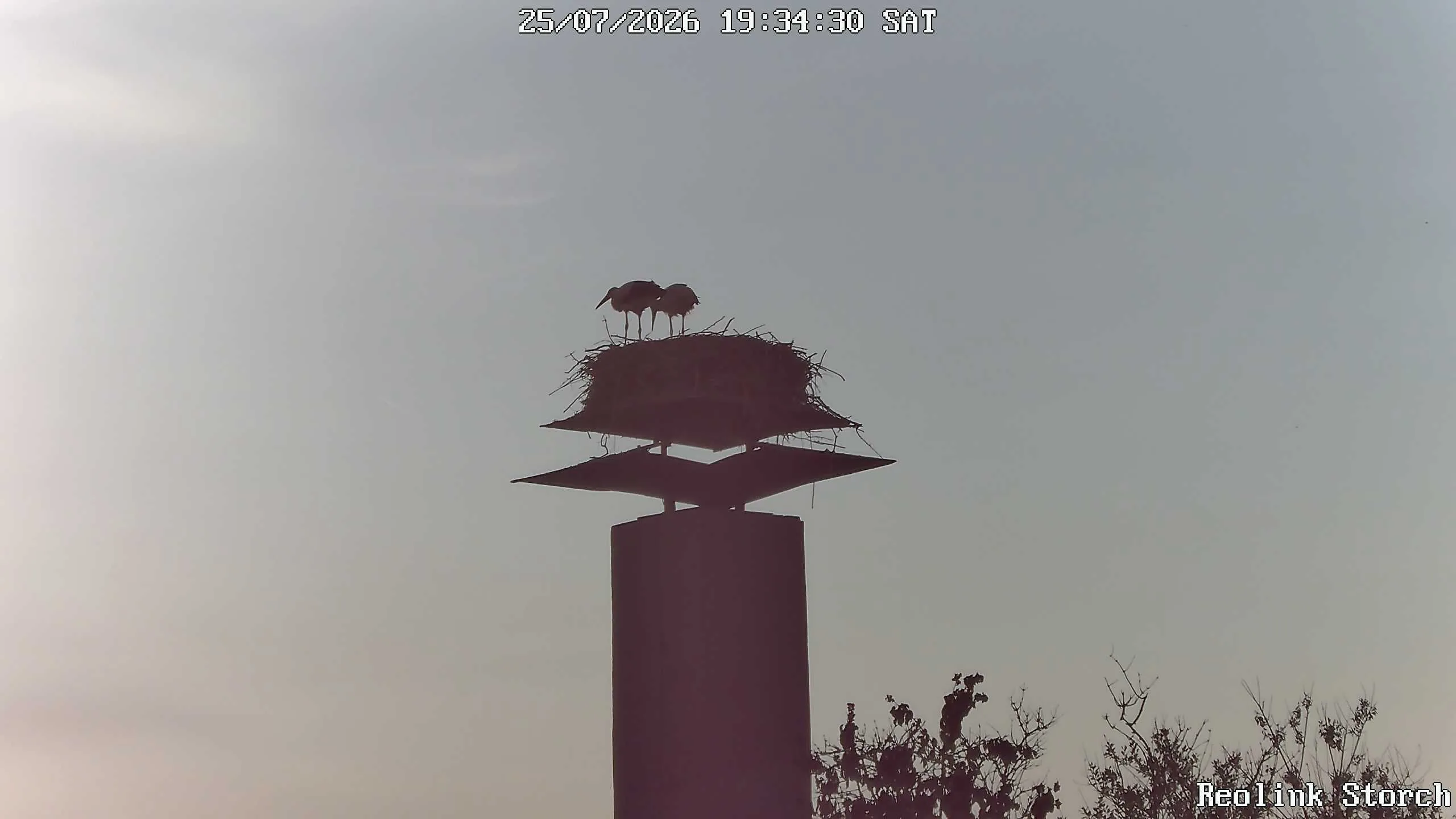 Storchencam Bild