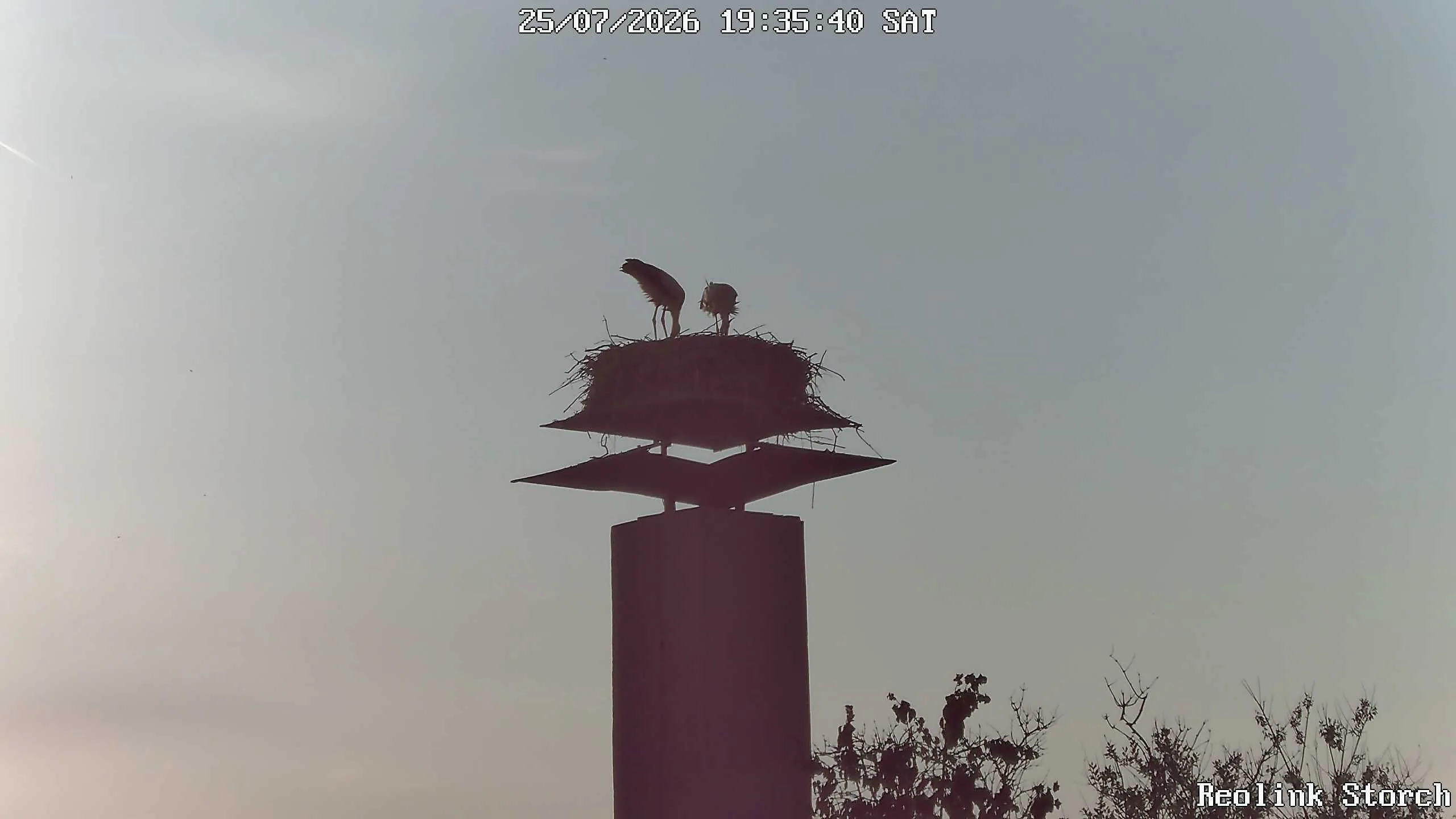 Storchencam Bild