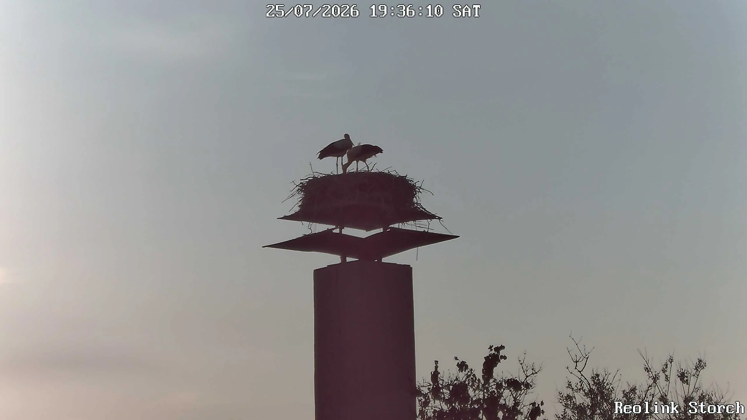 Storchencam Bild