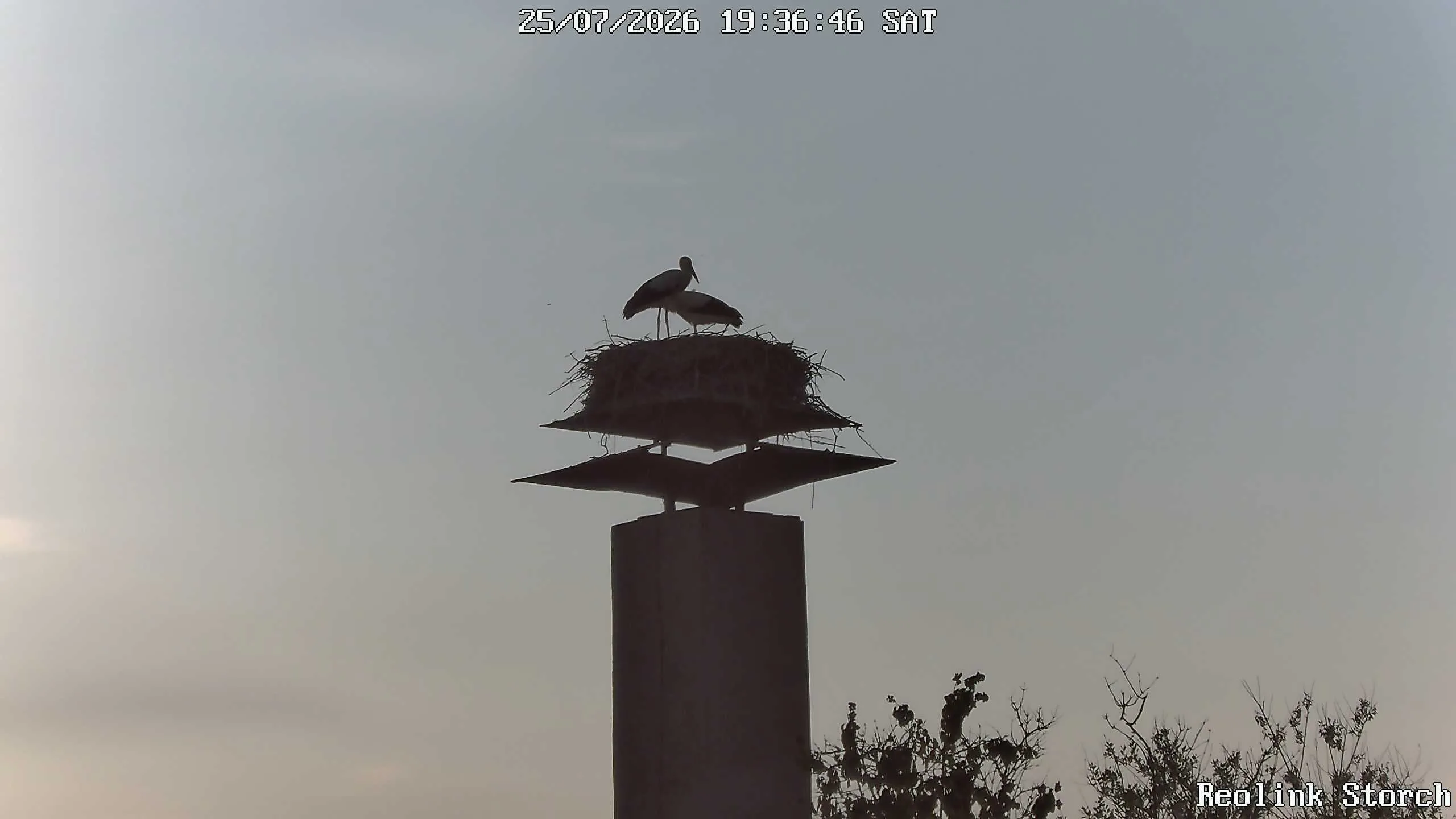 Storchencam Bild