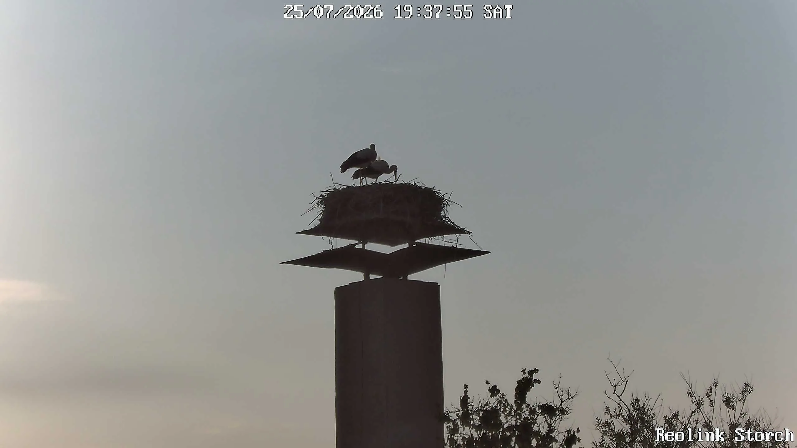 Storchencam Bild